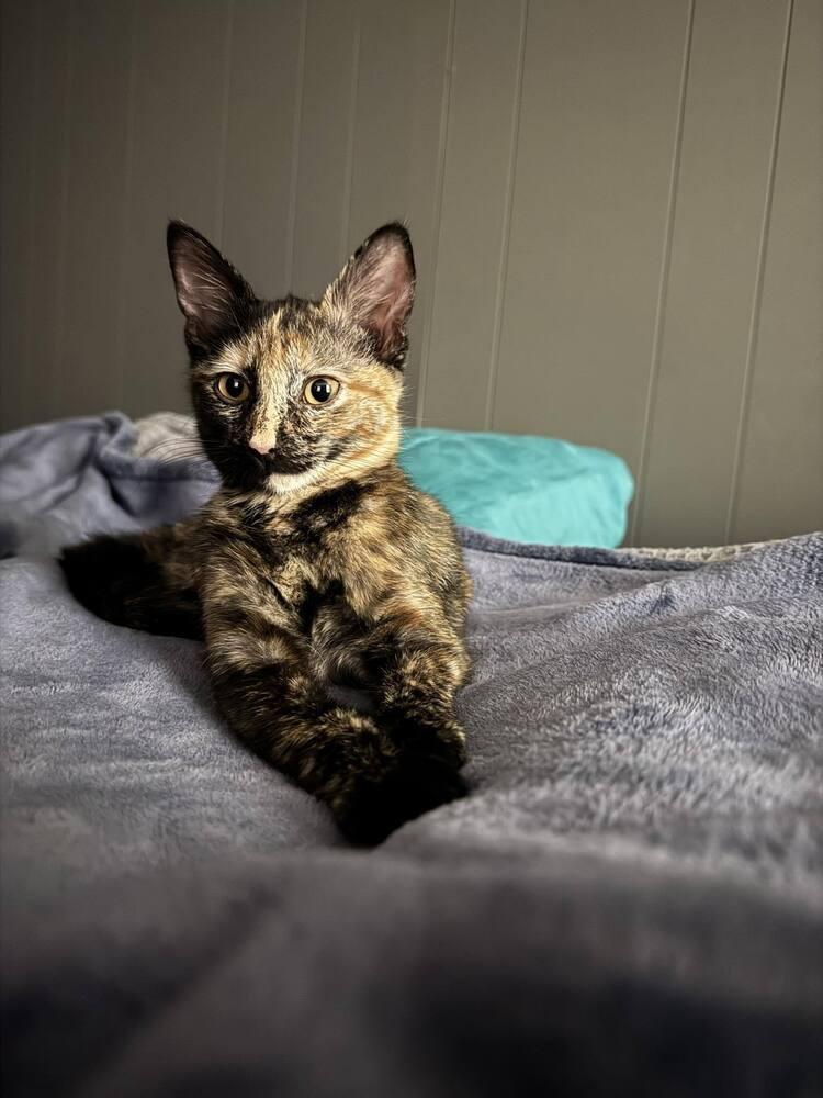 Enlarge Nynaeve, a Adoptable Domestic Short Hair in Cary, NC image 4/6