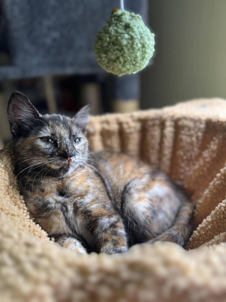 Enlarge Nynaeve, a Adoptable Domestic Short Hair in Cary, NC image 6/6