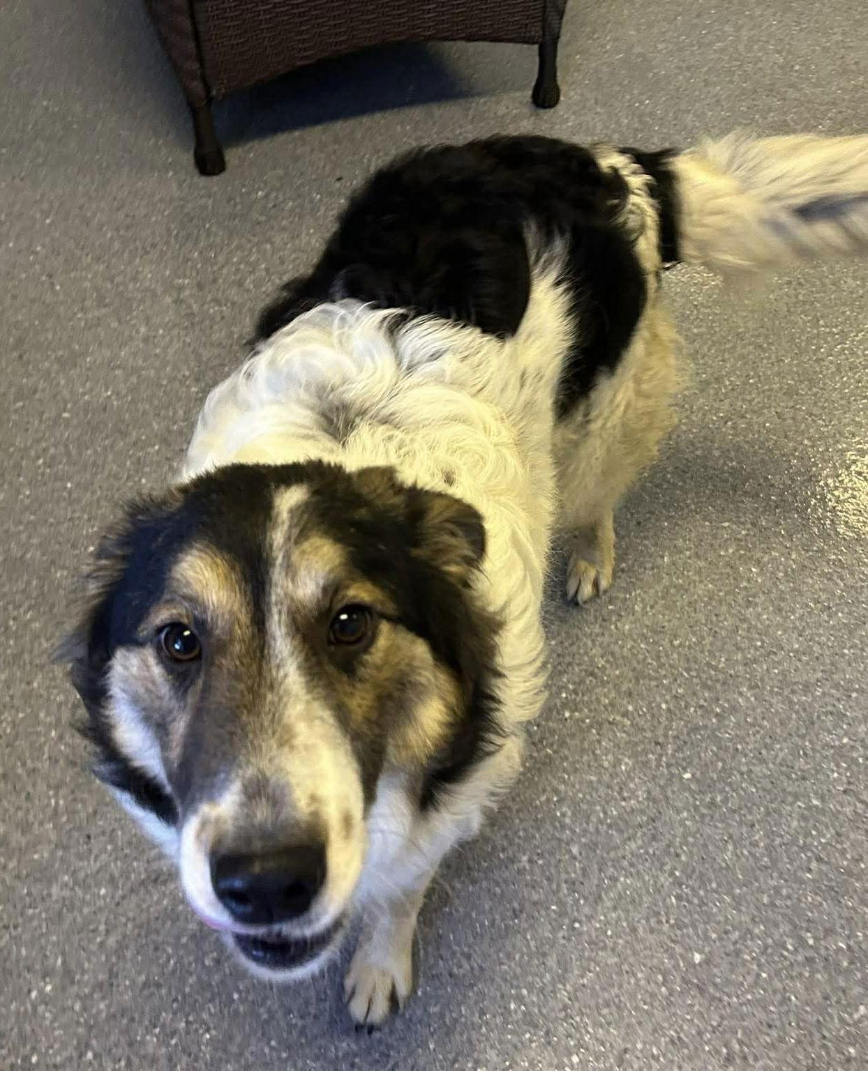 Enlarge Lady Blue, a Adoptable Collie in Steeleville, IL image 1/3