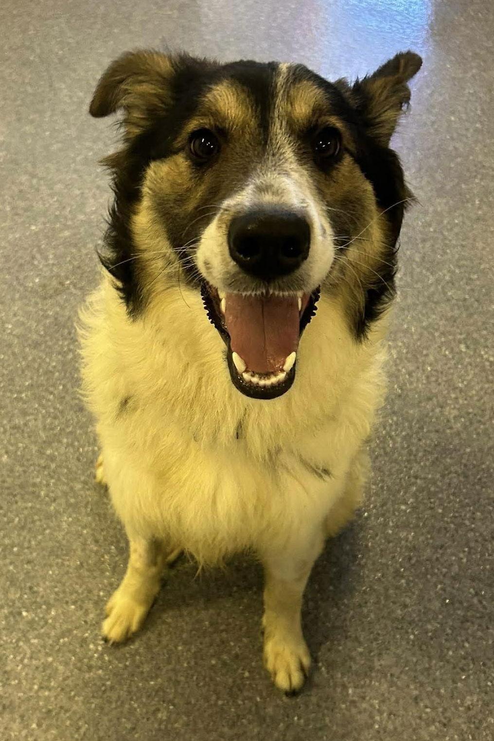 Enlarge Lady Blue, a Adoptable Collie in Steeleville, IL image 2/3