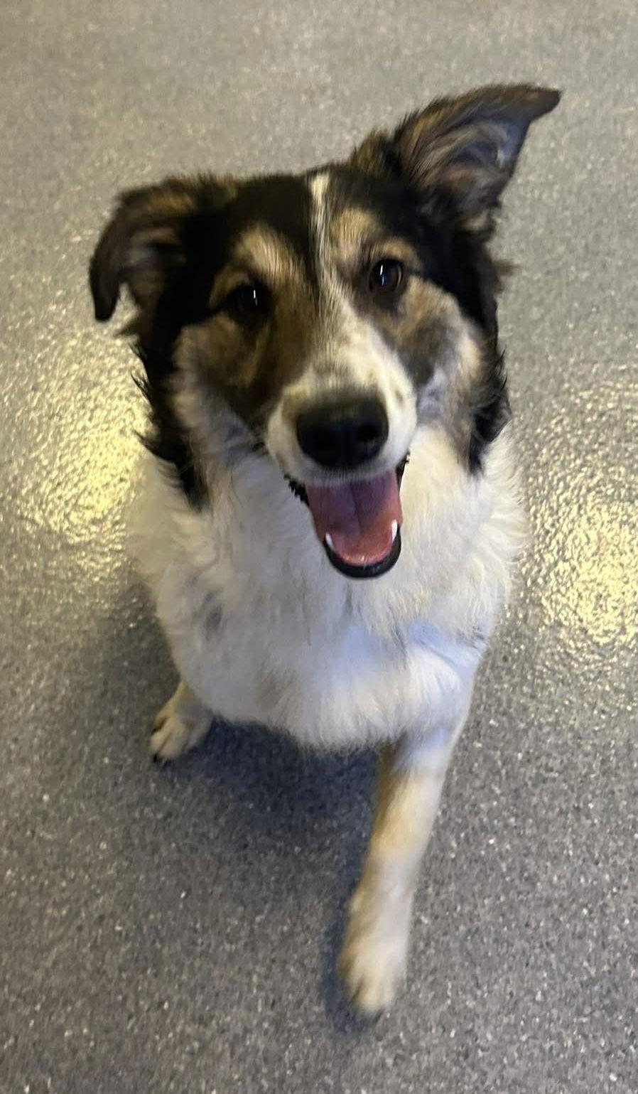 Enlarge Lady Blue, a Adoptable Collie in Steeleville, IL image 3/3