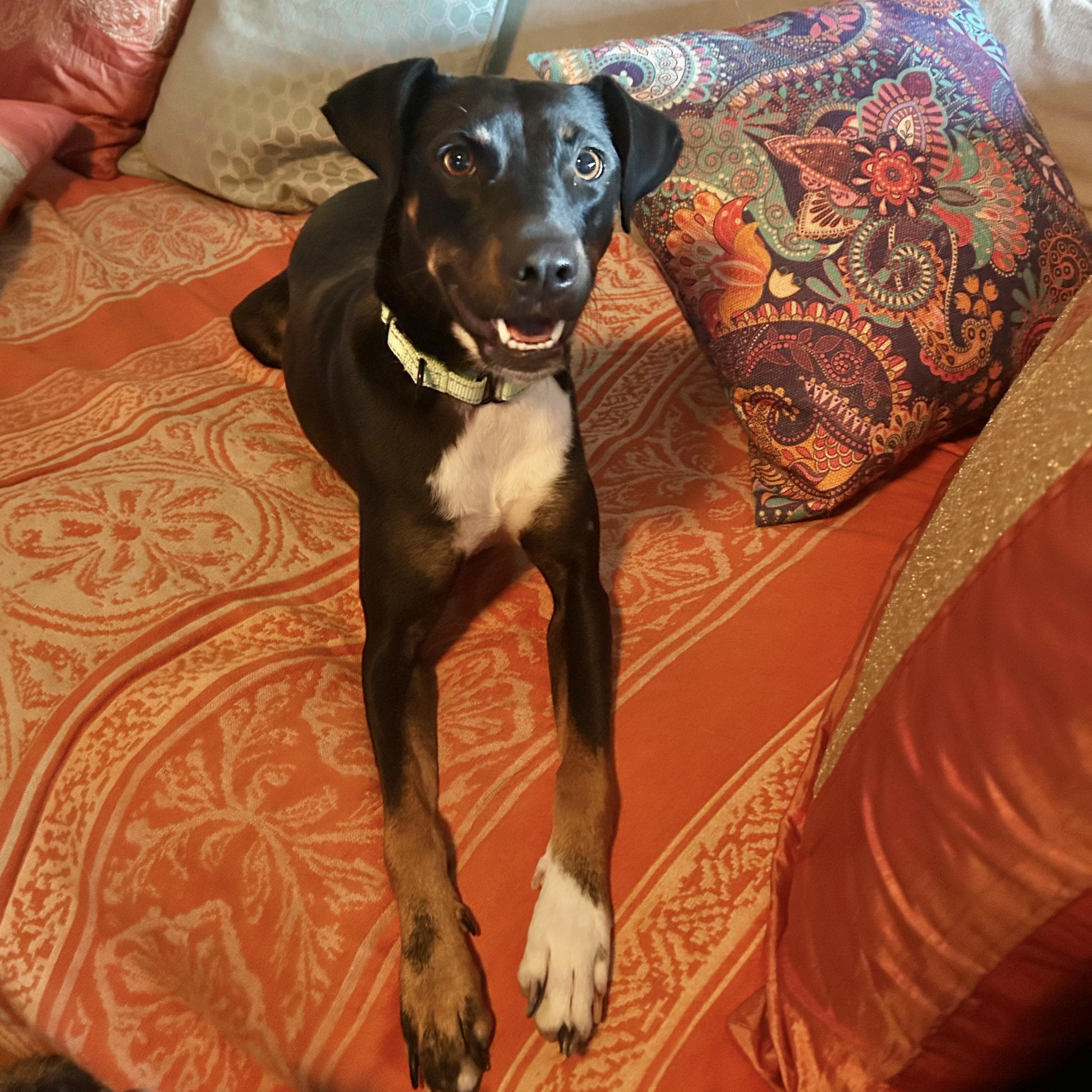 Avalon - 30lbs, an adopted mixed breed in Burbank, CA image 2/6