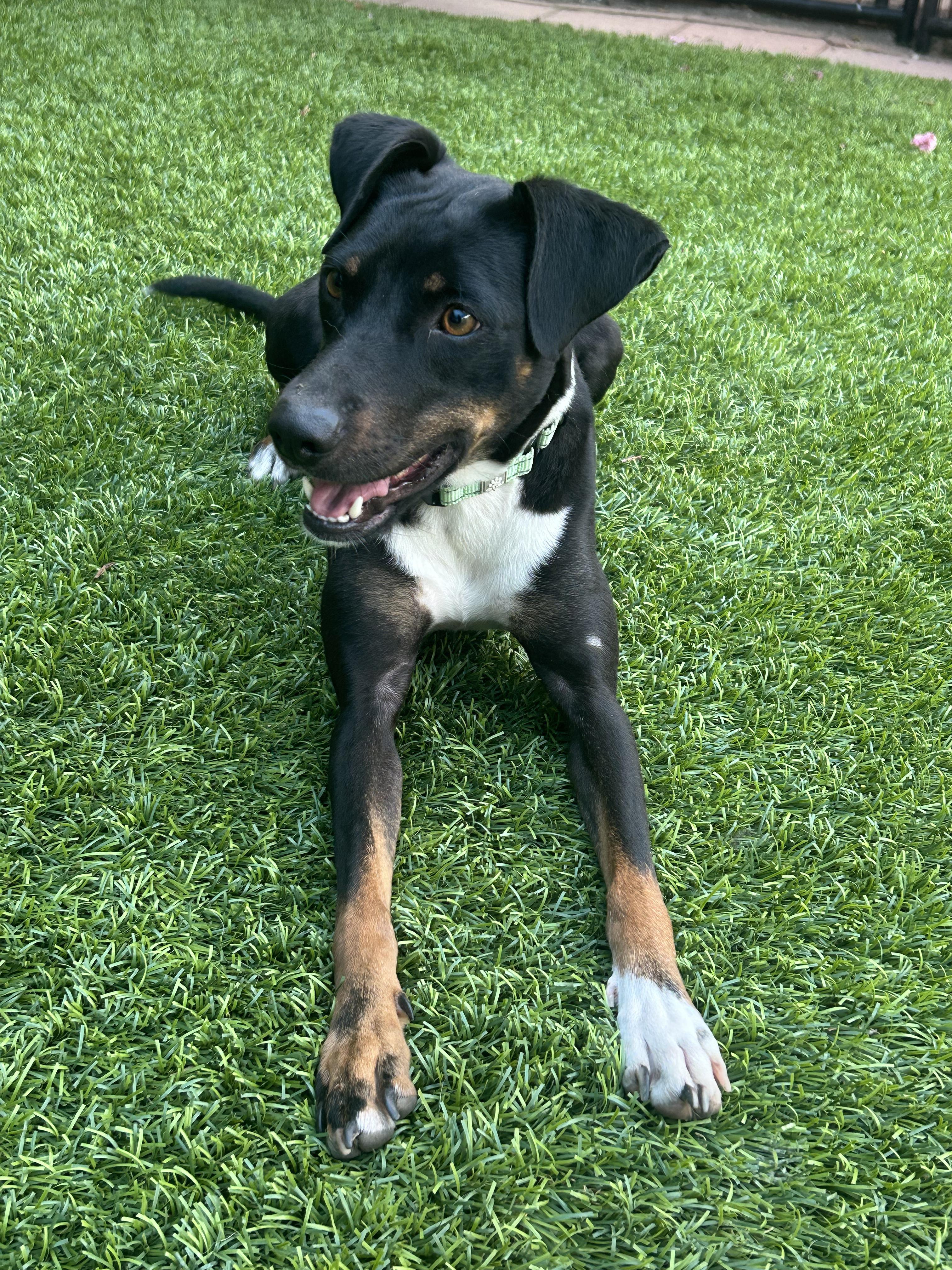 Avalon - 30lbs, adopted, Young Female Whippet & Miniature Pinscher.