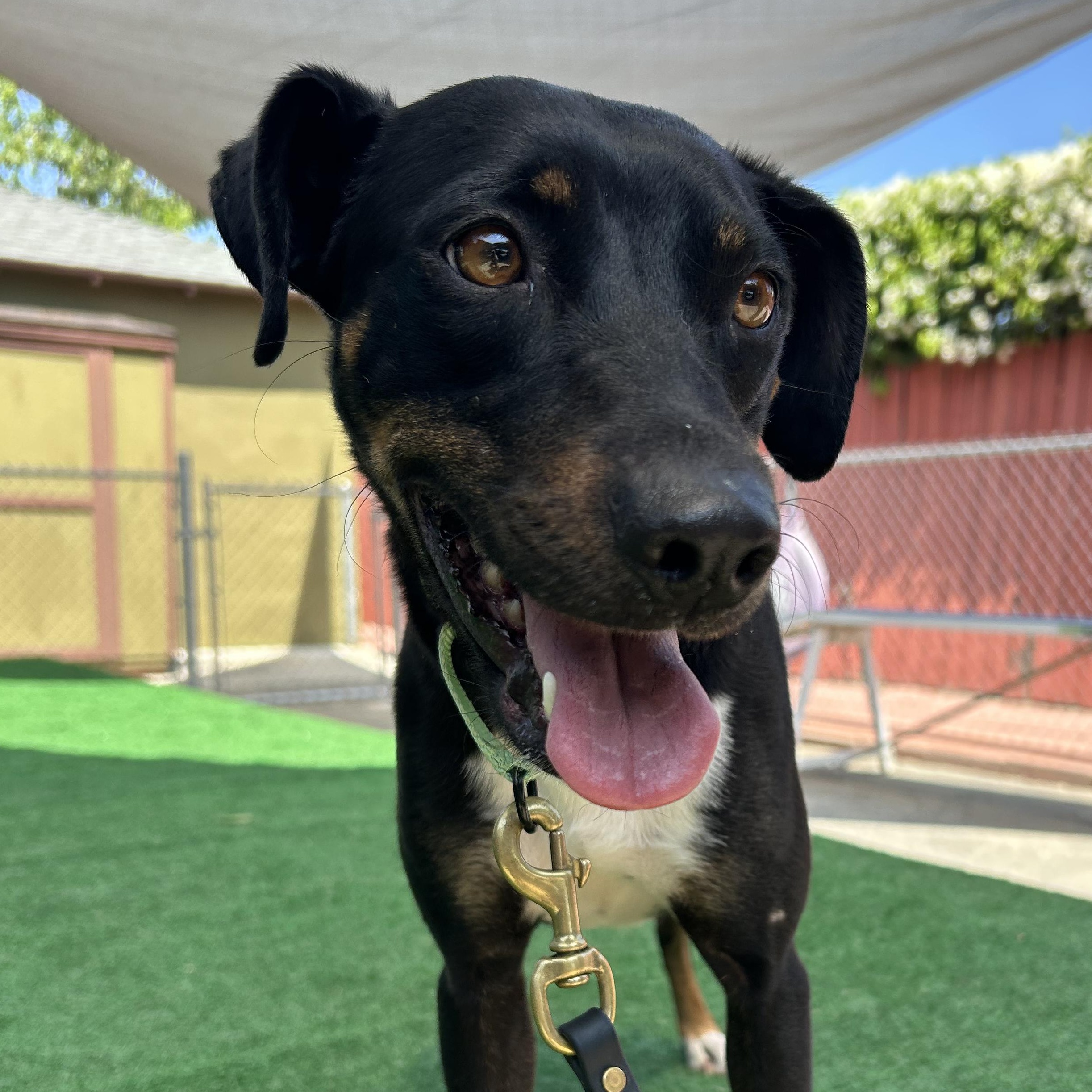 Avalon - 30lbs, an adopted mixed breed in Burbank, CA image 3/6