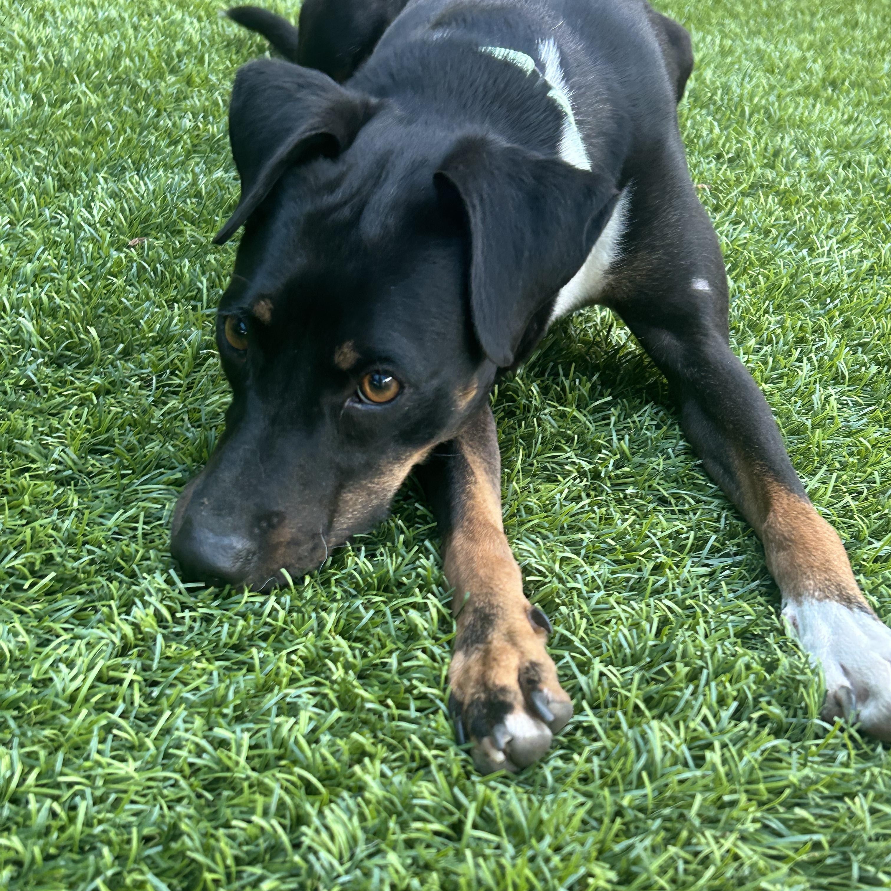 Avalon - 30lbs, an adopted mixed breed in Burbank, CA image 5/6