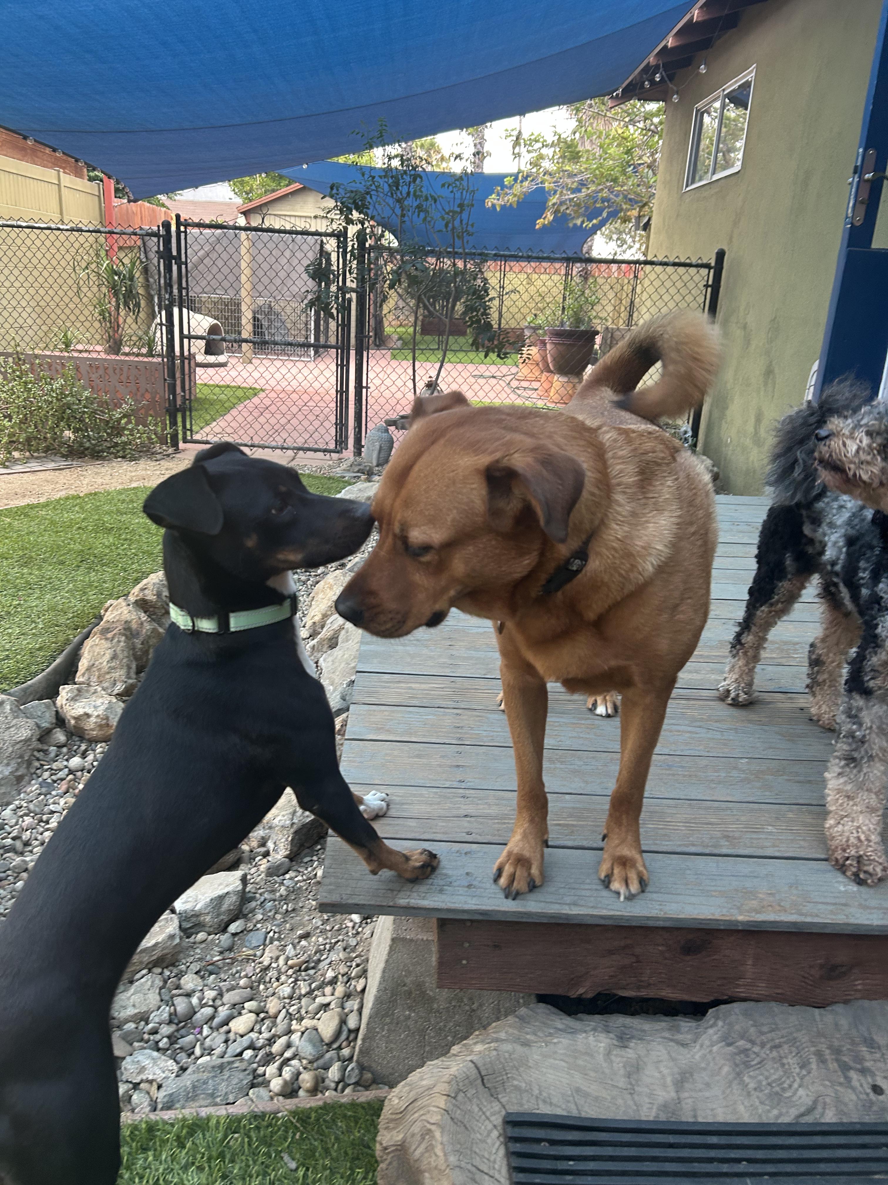 Avalon - 30lbs, an adopted mixed breed in Burbank, CA image 6/6