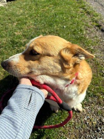 Enlarge Macy, a ADOPTABLE Corgi in Bedford Hills, NY image 5/5