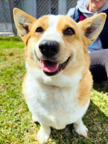 Enlarge Macy, a ADOPTABLE Corgi in Bedford Hills, NY image 1/5