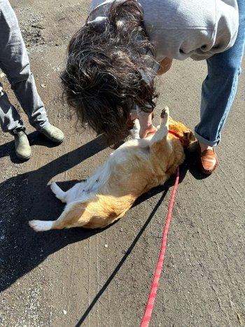 Enlarge Macy, a ADOPTABLE Corgi in Bedford Hills, NY image 4/5