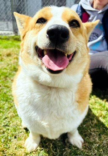 Enlarge Macy, a ADOPTABLE Corgi in Bedford Hills, NY image 2/5