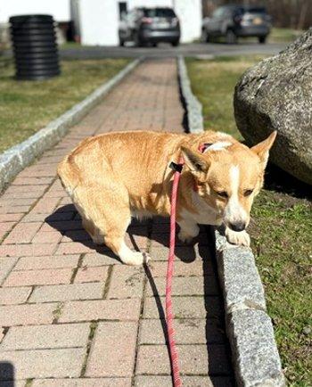 Enlarge Macy, a ADOPTABLE Corgi in Bedford Hills, NY image 3/5