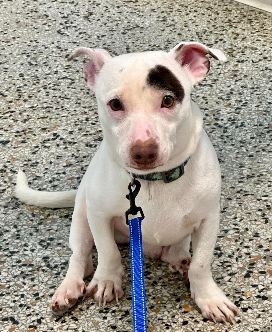 Jupiter, a Adoptable mixed breed in Miami, FL image 3/3