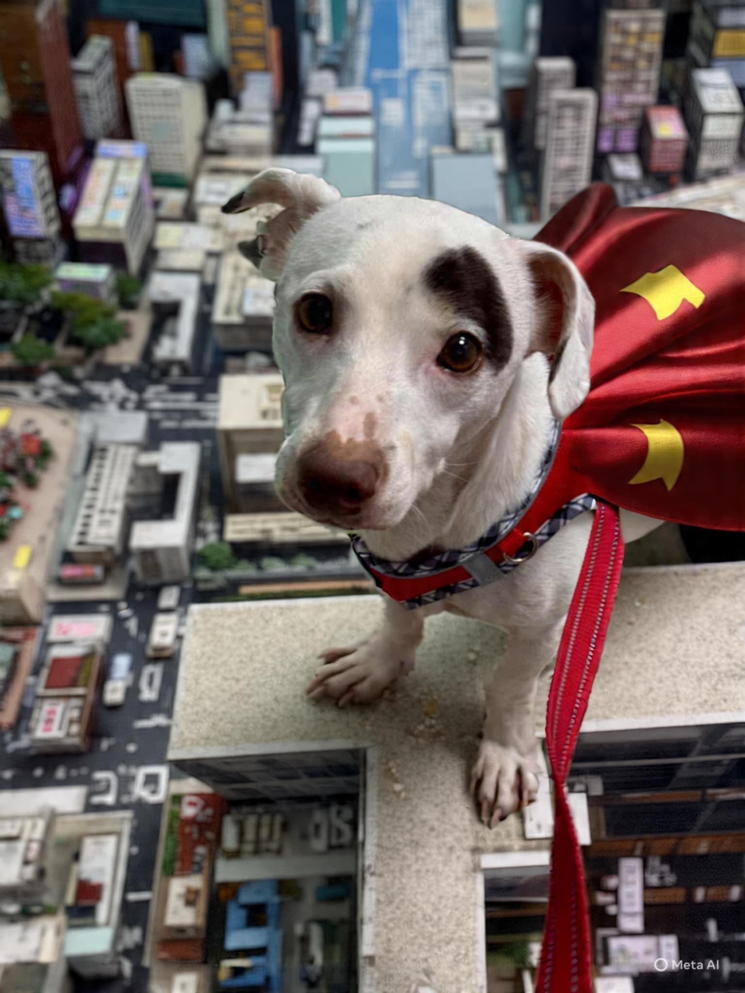 Jupiter, a Adoptable mixed breed in Miami, FL image 1/3