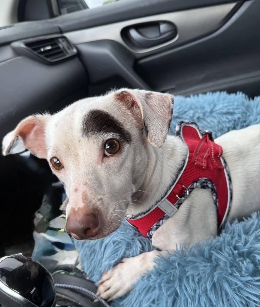 Jupiter, a Adoptable mixed breed in Miami, FL image 2/3