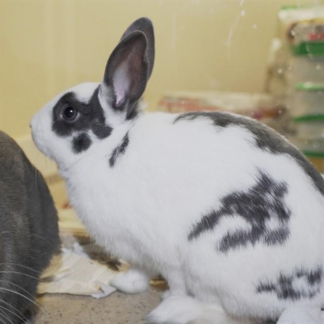 NICK WILDE, Adoptable, Young Male Bunny Rabbit.