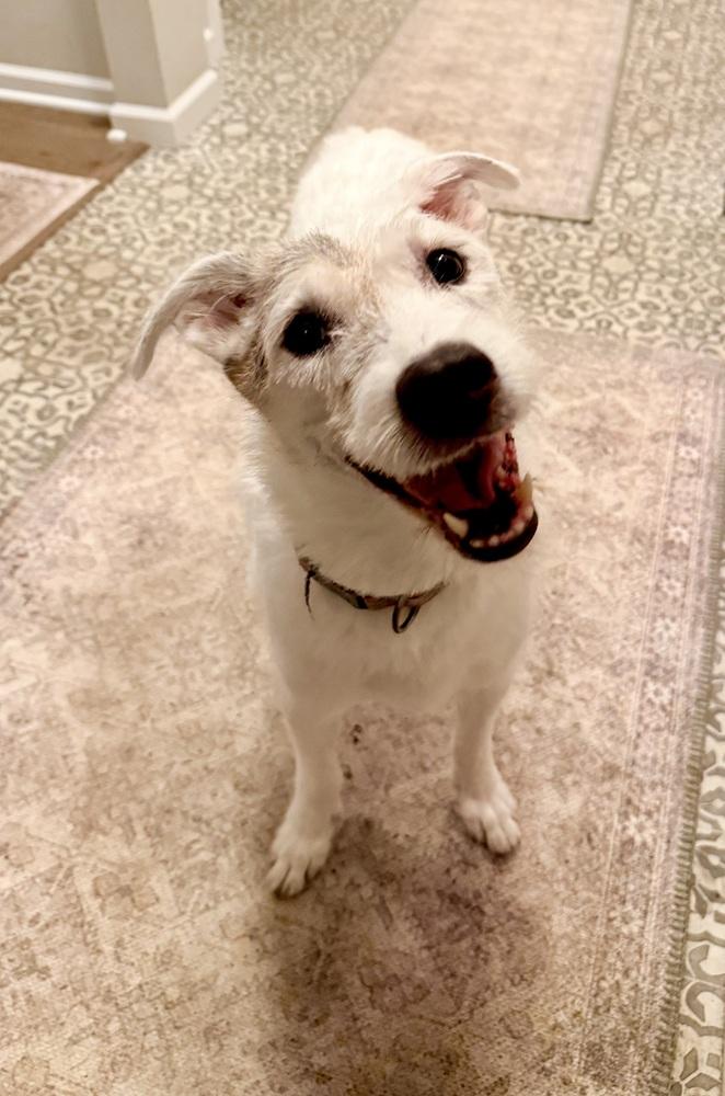 Roscoe, Adoptable, Senior Male Border Collie.