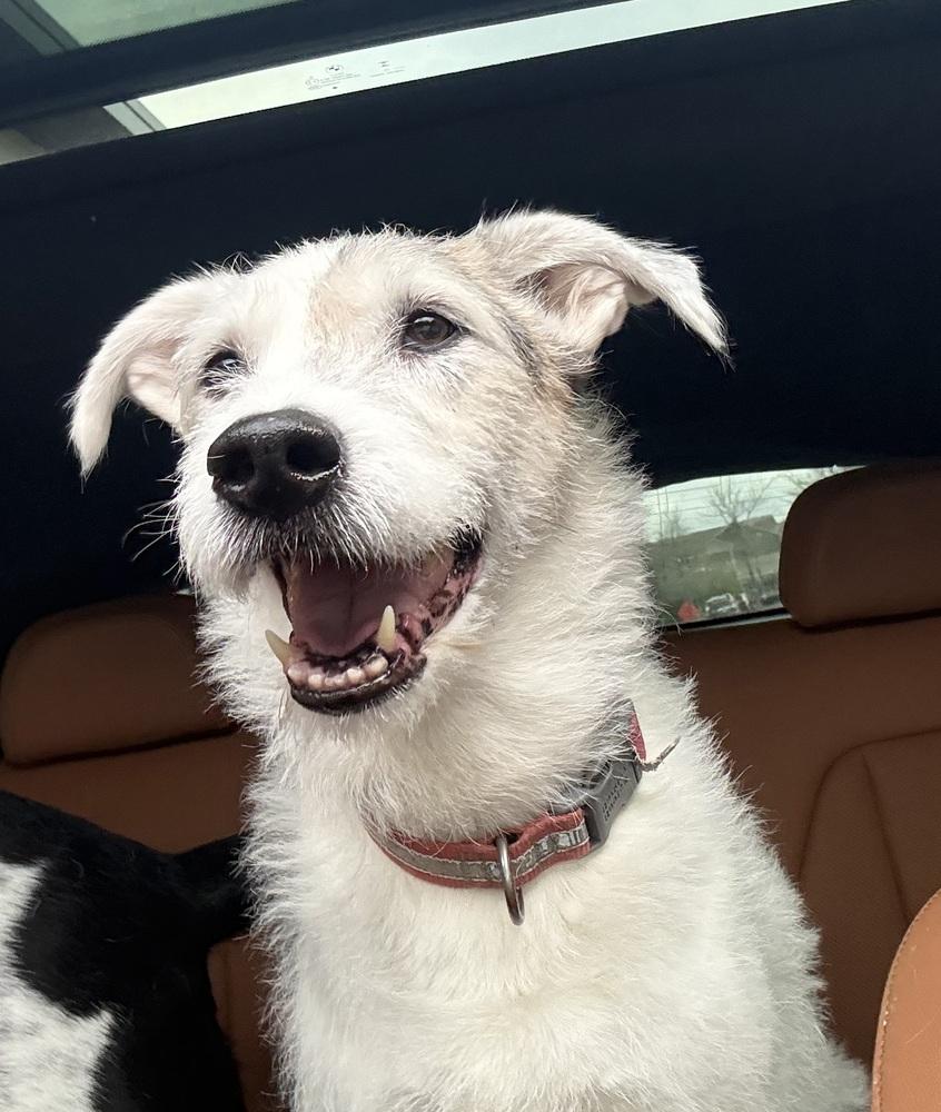 Enlarge Roscoe, a Adoptable mixed breed in Plymouth, MN image 3/3