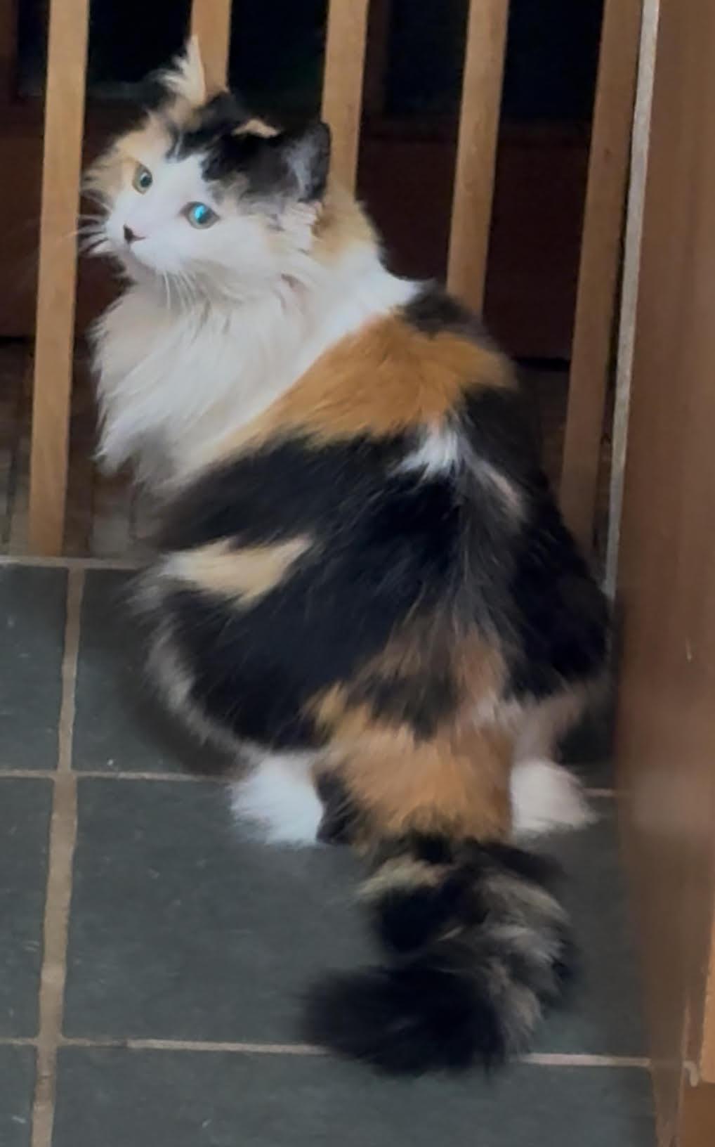 Betsy, Adoptable, Adult Female Domestic Long Hair.