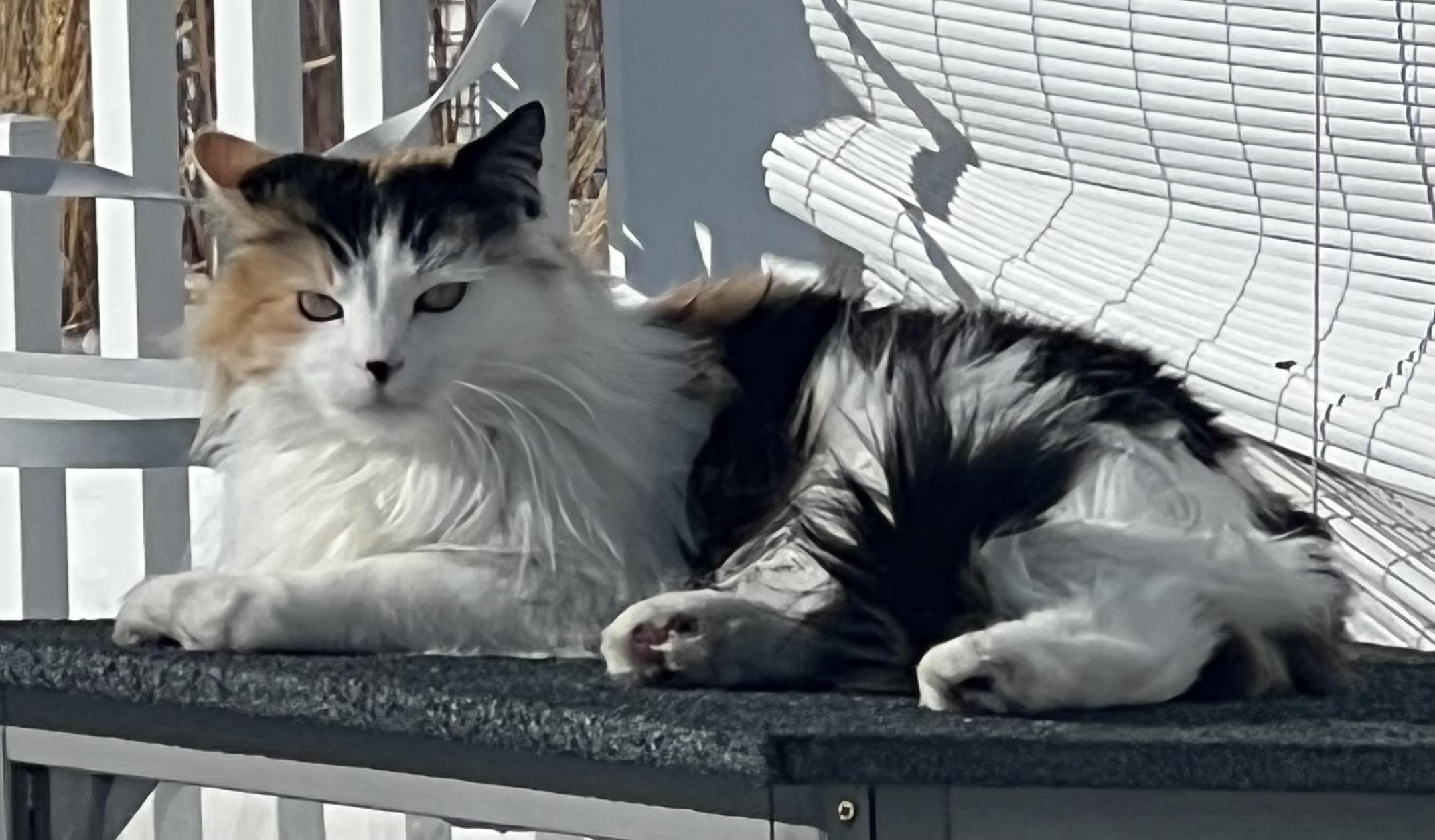 Betsy, a Adoptable Domestic Long Hair in Butte, MT image 2/3