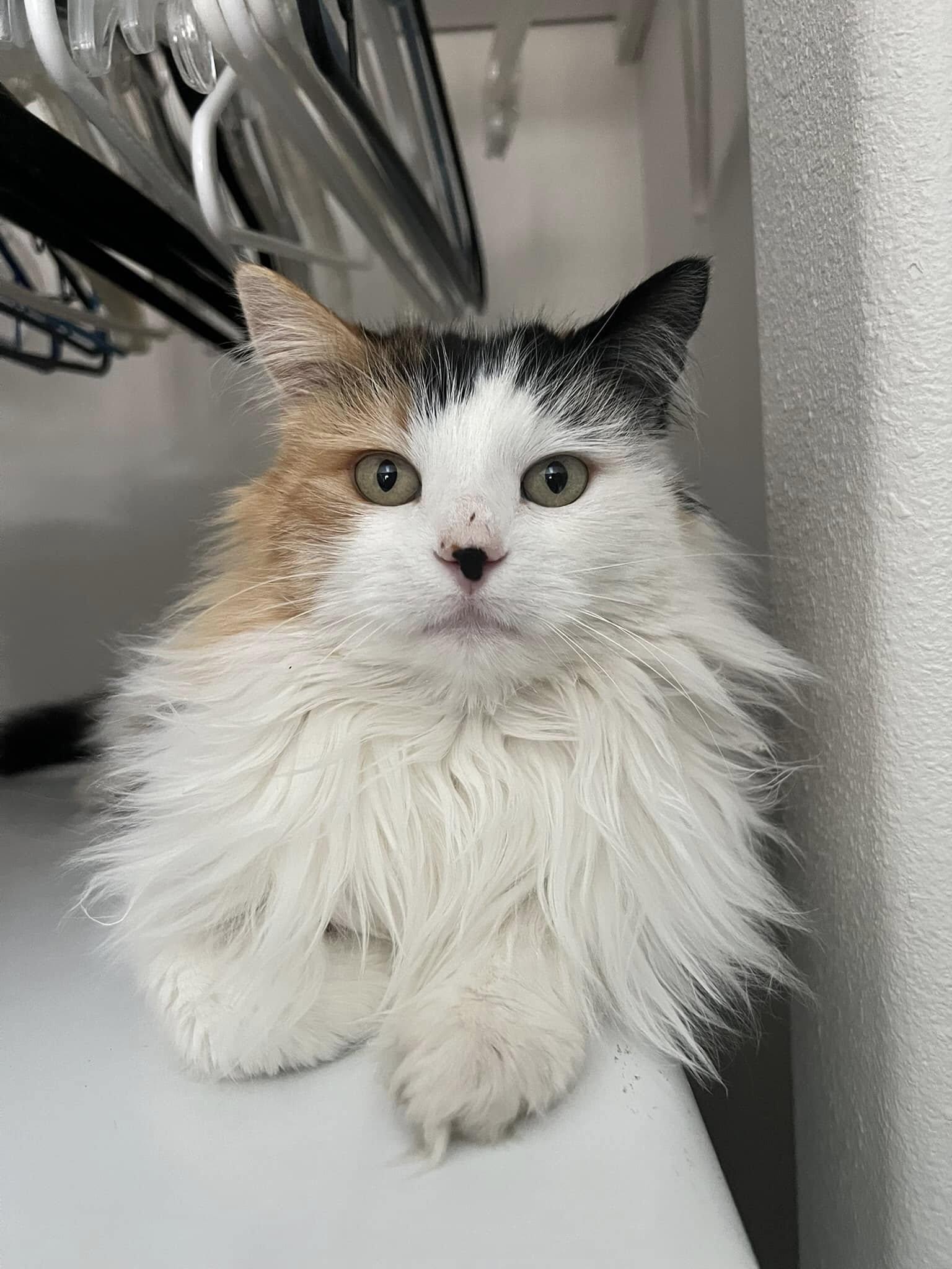 Betsy, a Adoptable Domestic Long Hair in Butte, MT image 3/3