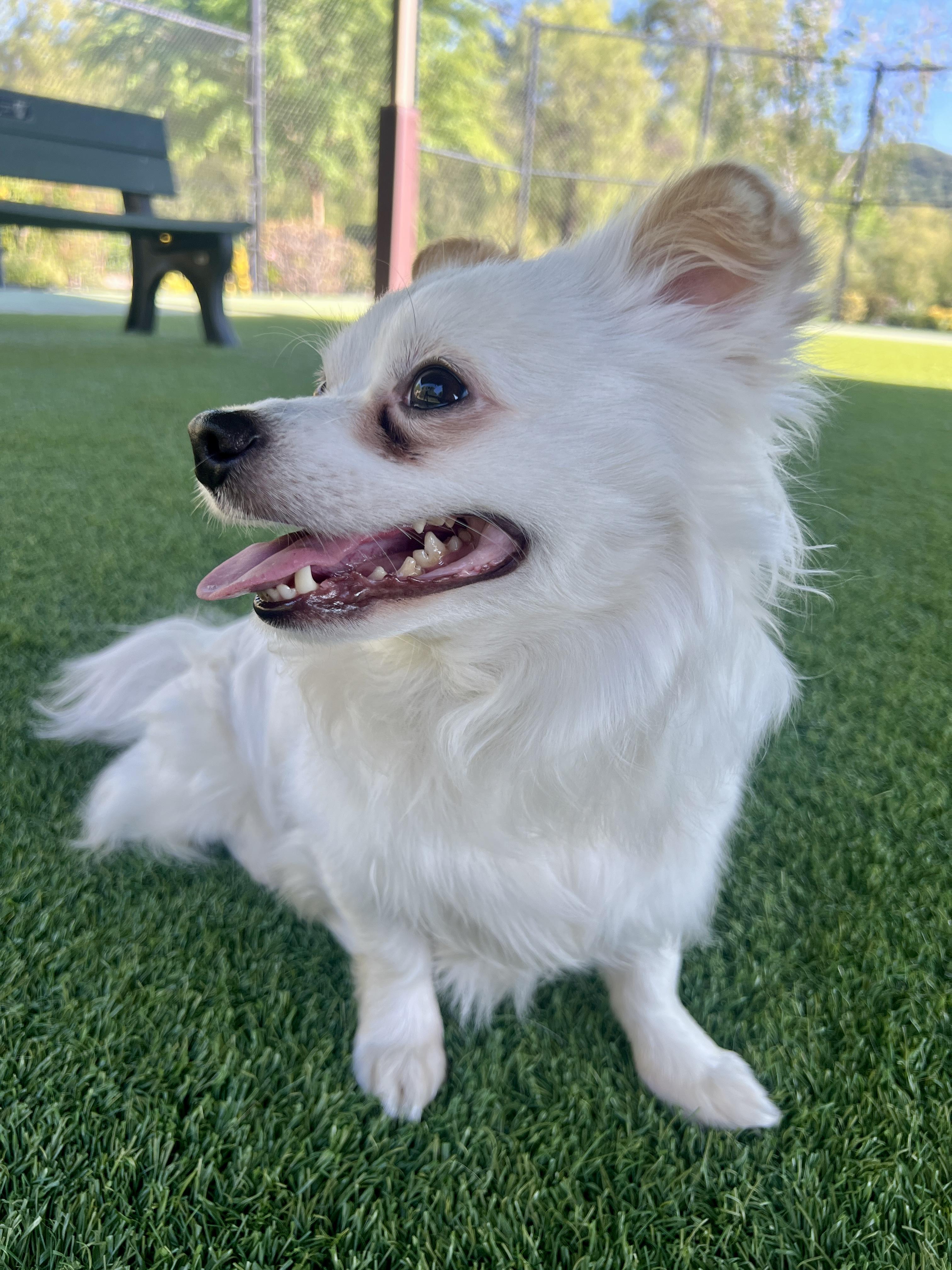 Enlarge GEORGE, a Adoptable mixed breed in Agoura Hills, CA image 2/4