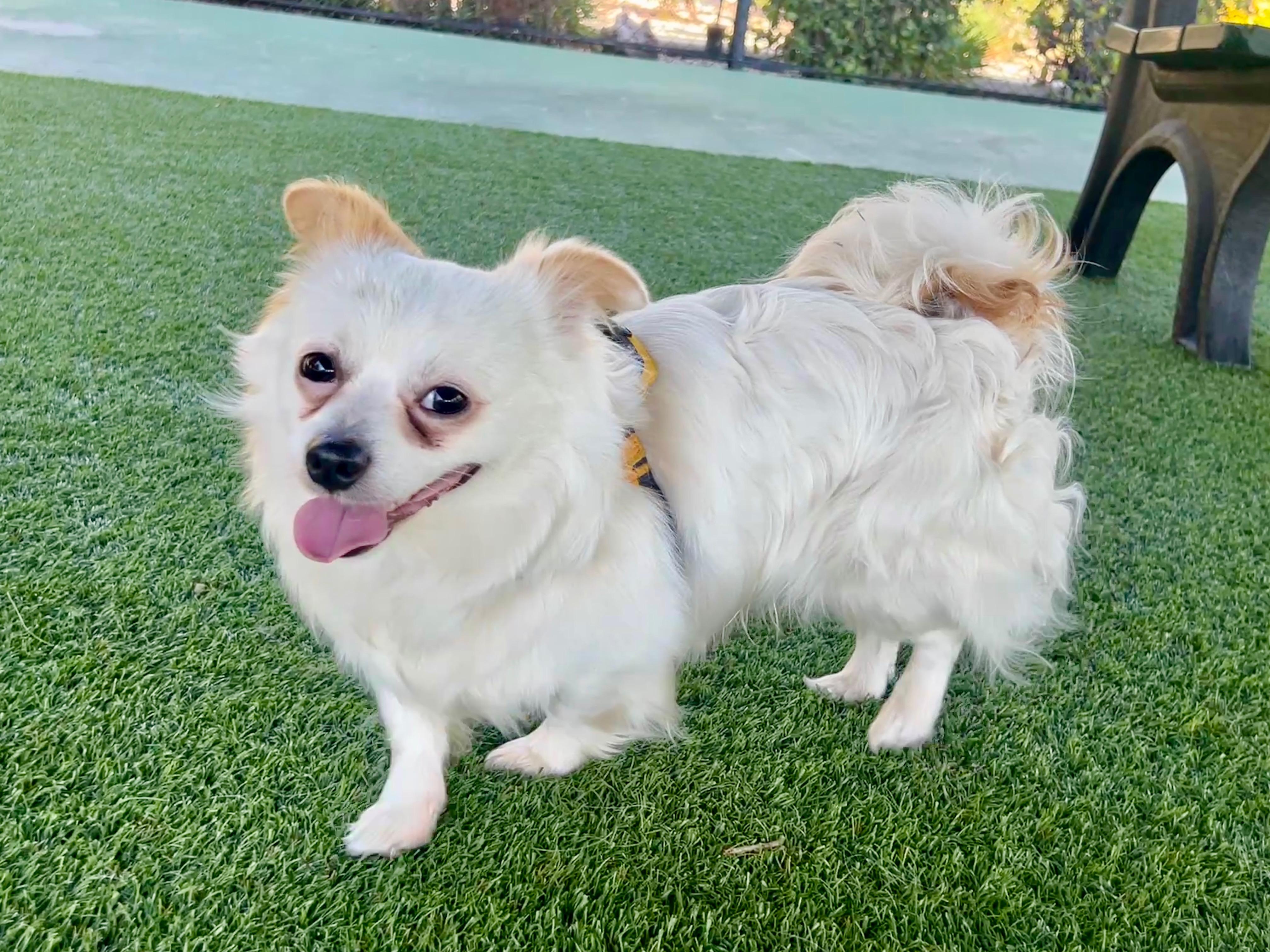 Enlarge GEORGE, a Adoptable mixed breed in Agoura Hills, CA image 3/4