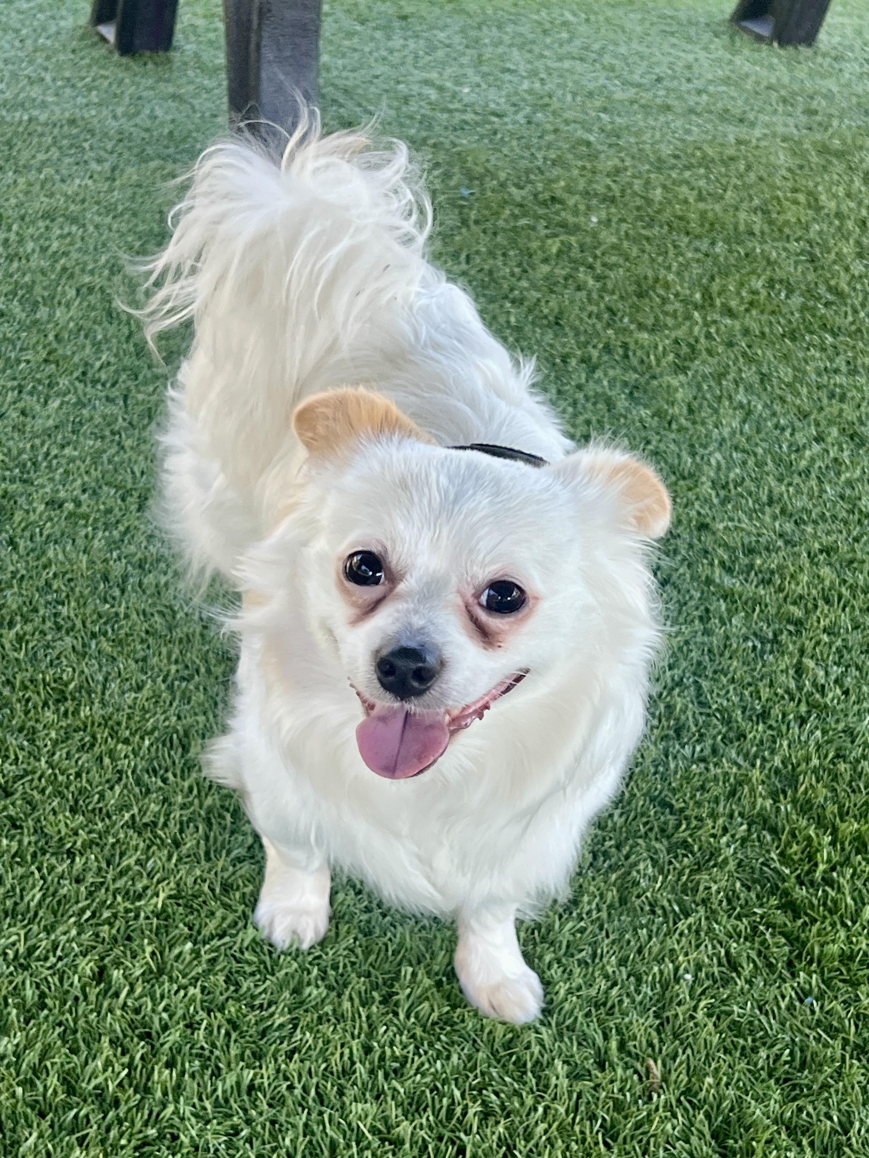GEORGE, Adoptable, Young Male Pomeranian & Cavalier King Charles Spaniel.
