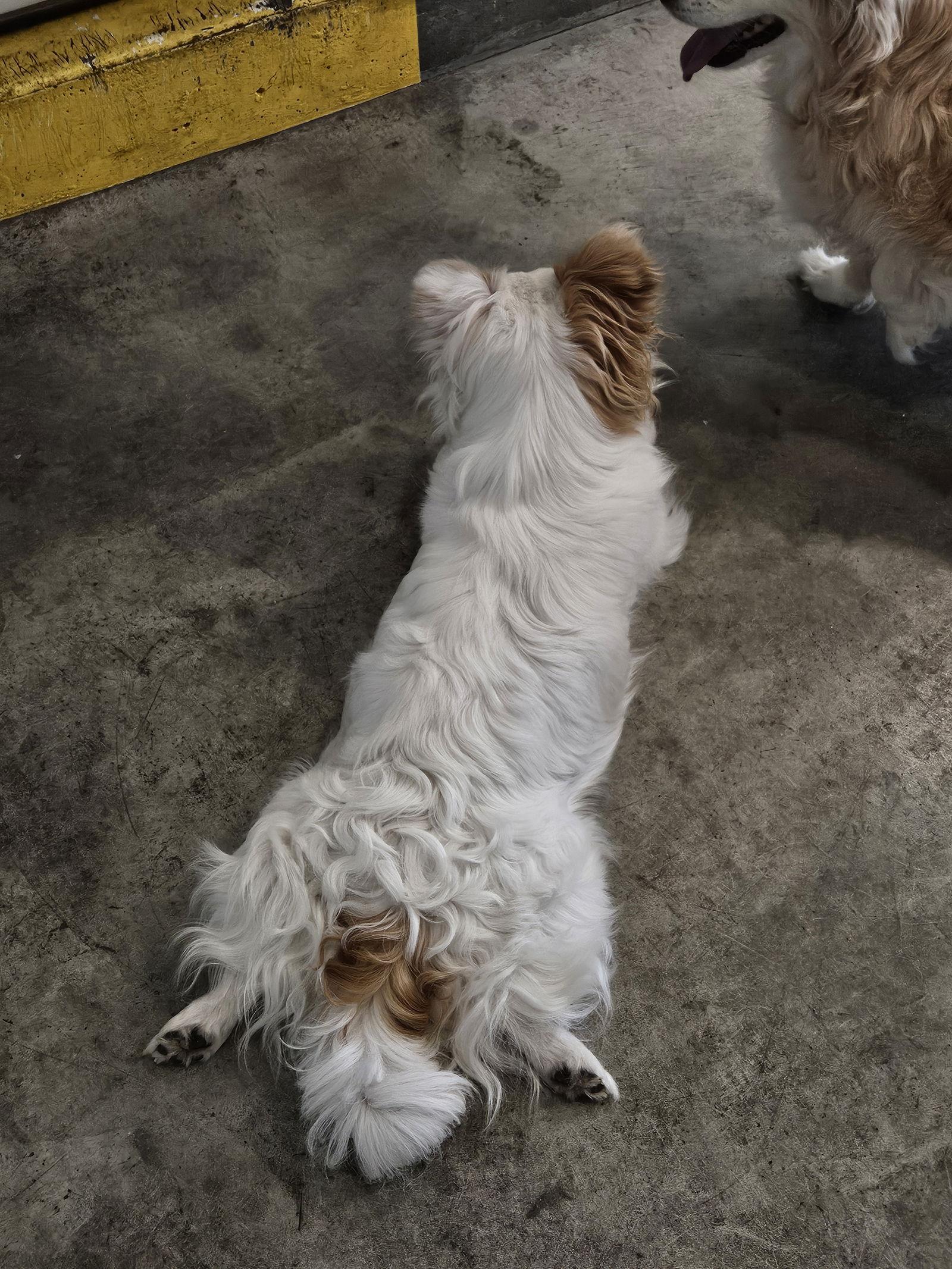 Enlarge GEORGE, a Adoptable mixed breed in Agoura Hills, CA image 4/4