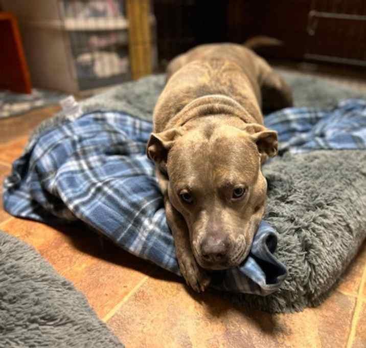 Enlarge Kilo, a Adoptable mixed breed in Brookshire, TX image 2/3