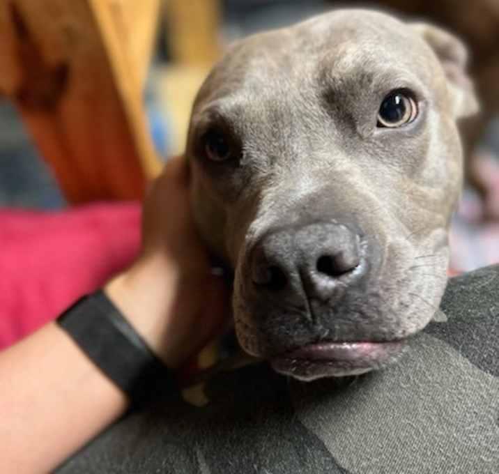 Enlarge Kilo, a Adoptable mixed breed in Brookshire, TX image 3/3