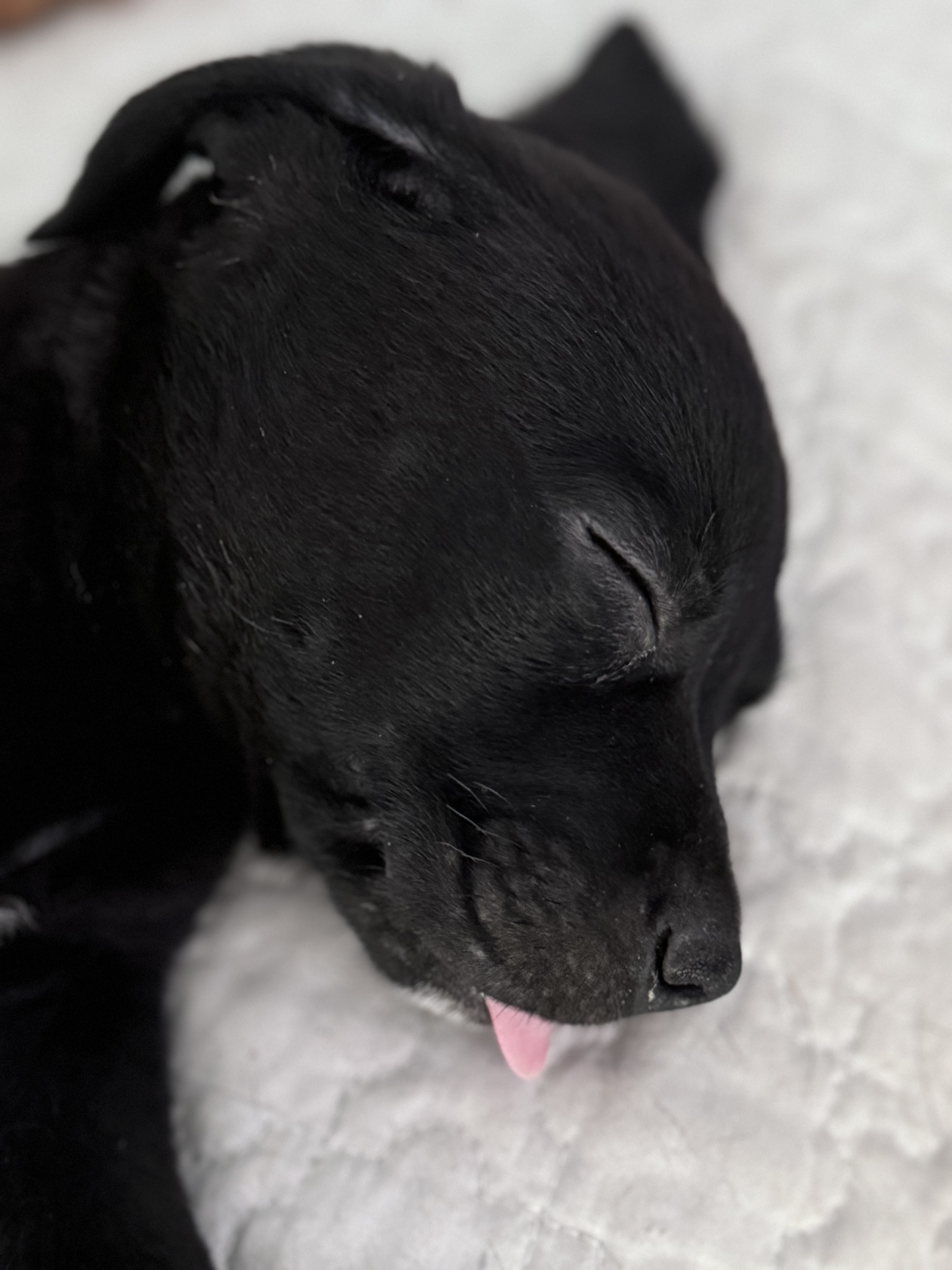 Luca, a Adopted mixed breed in Monroe, NC image 1/5