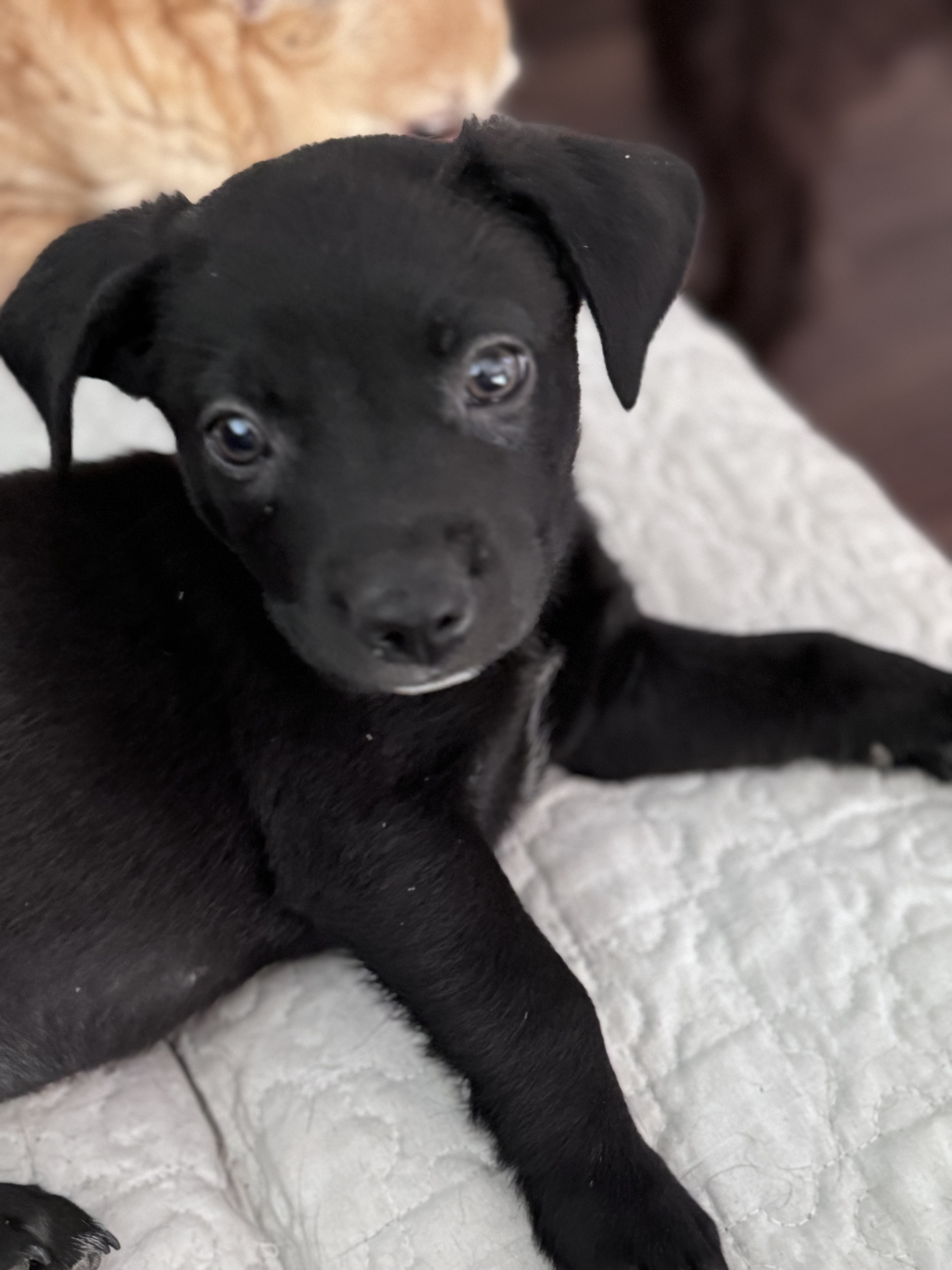 Luca, a Adopted mixed breed in Monroe, NC image 2/5