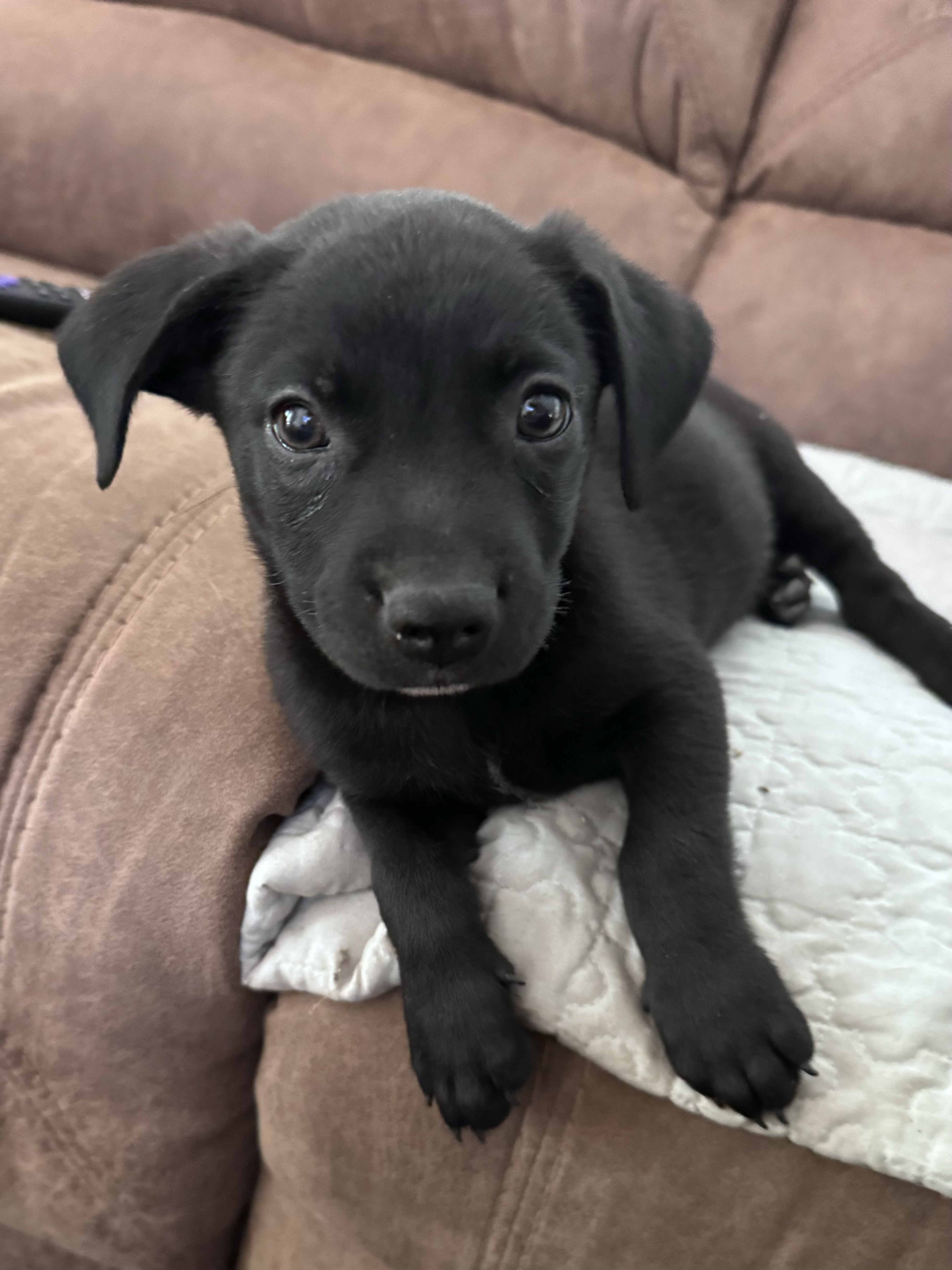 Luca, a Adopted mixed breed in Monroe, NC image 3/5
