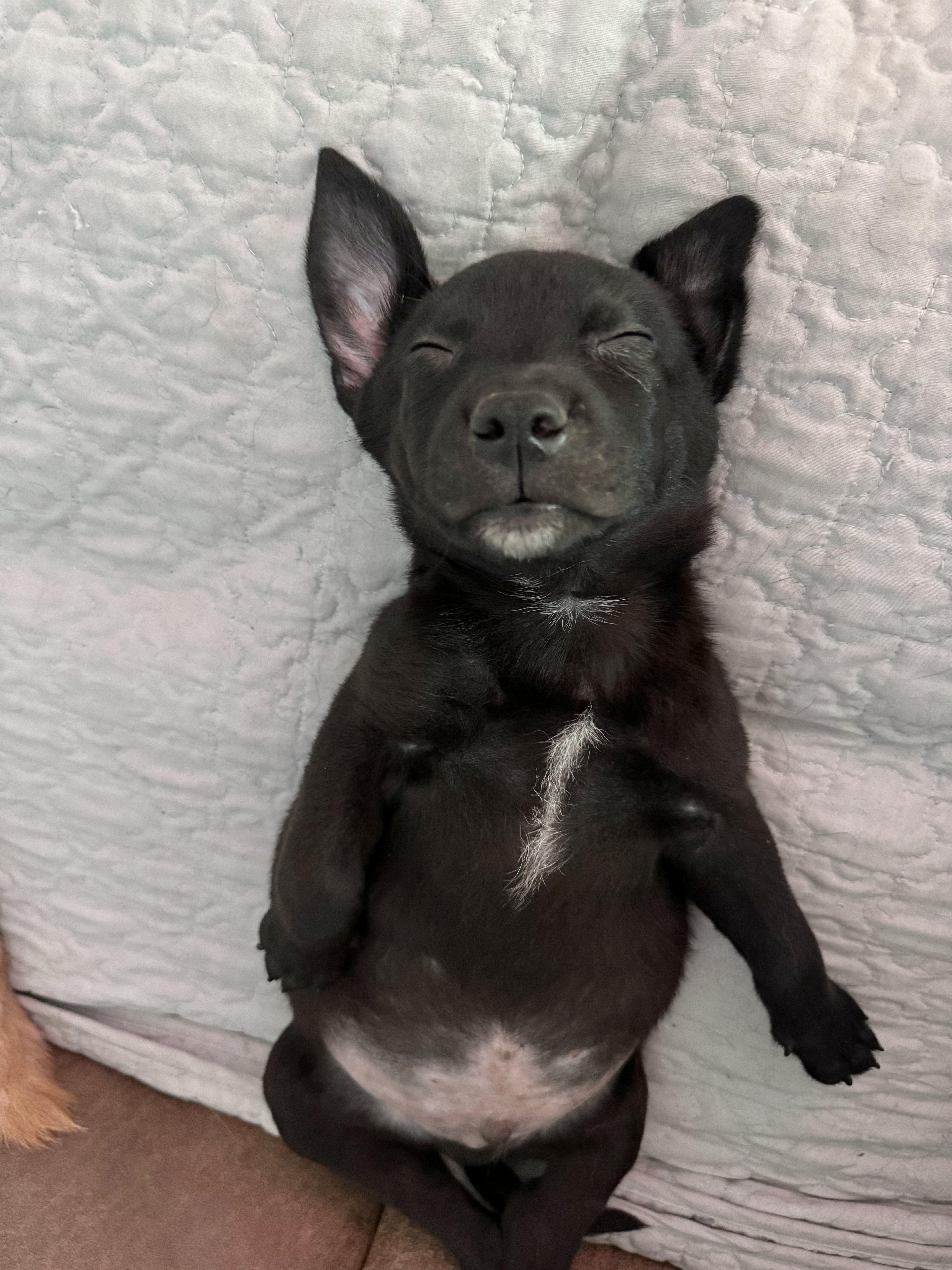 Luca, a Adopted mixed breed in Monroe, NC image 4/5