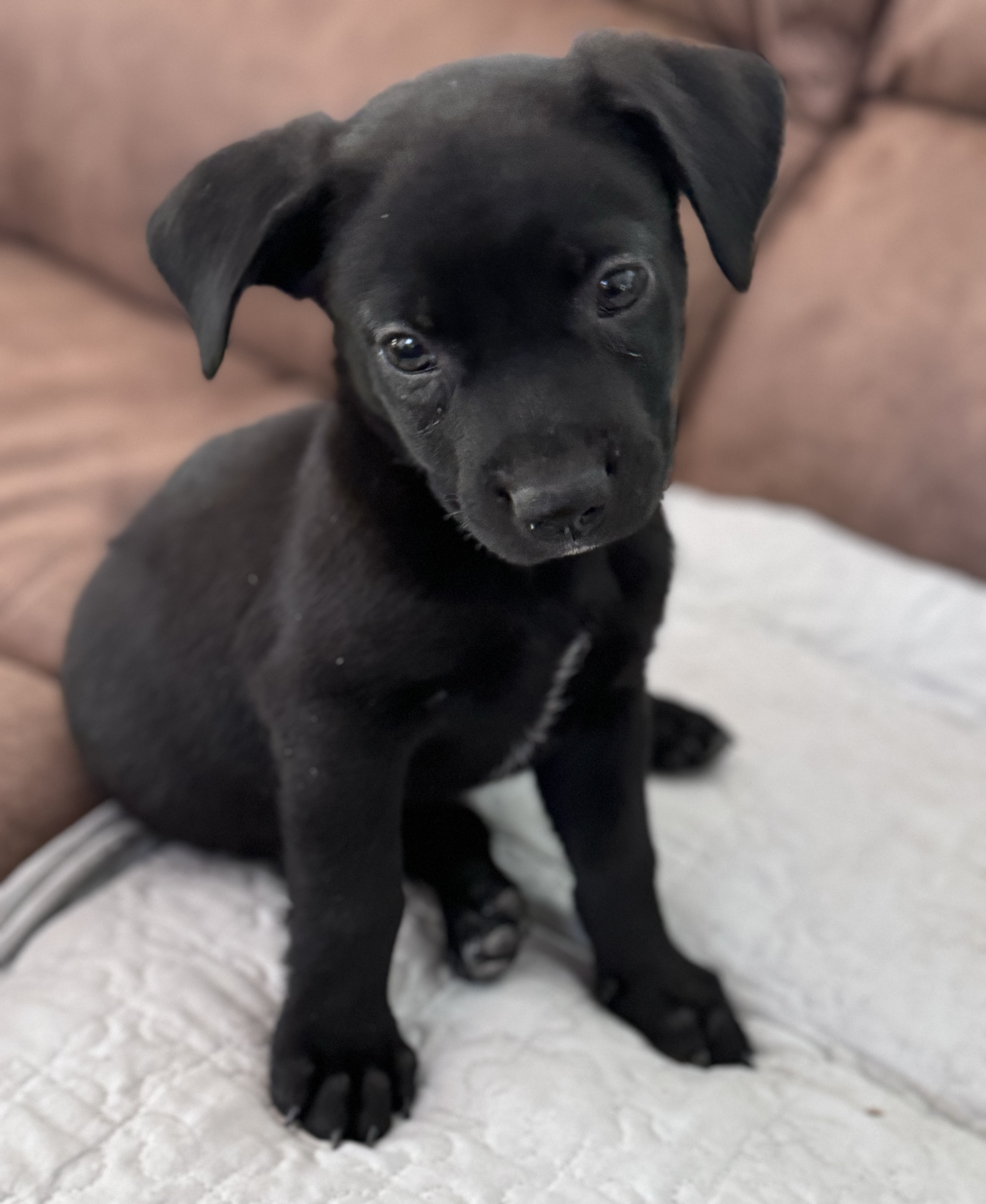 Luca, a Adopted mixed breed in Monroe, NC image 5/5