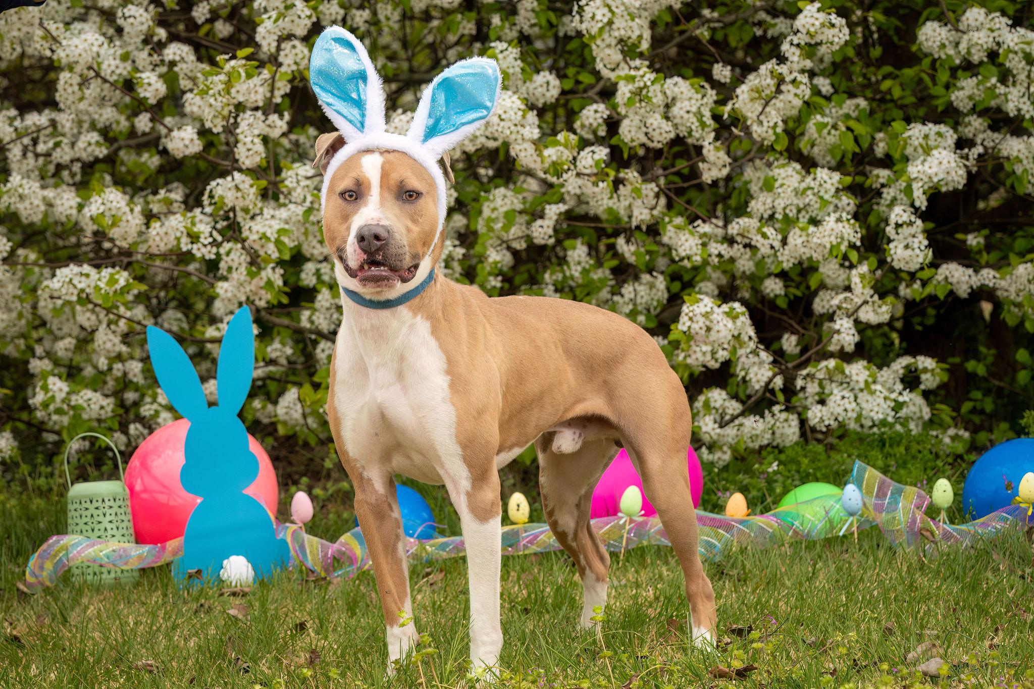 Enlarge Rudy, a Adoptable Mixed Breed in Grandy, NC image 4/6