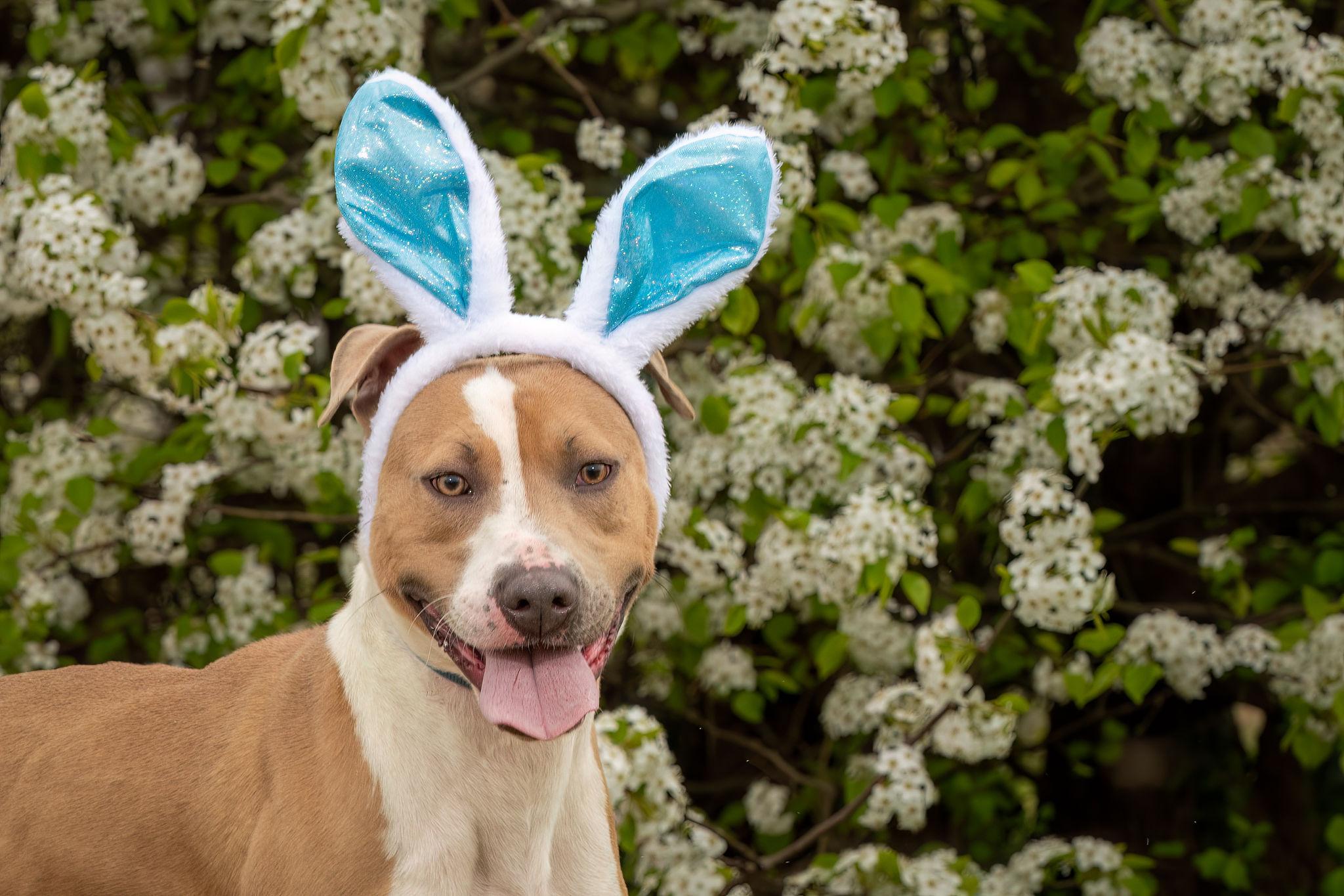 Enlarge Rudy, a Adoptable Mixed Breed in Grandy, NC image 6/6