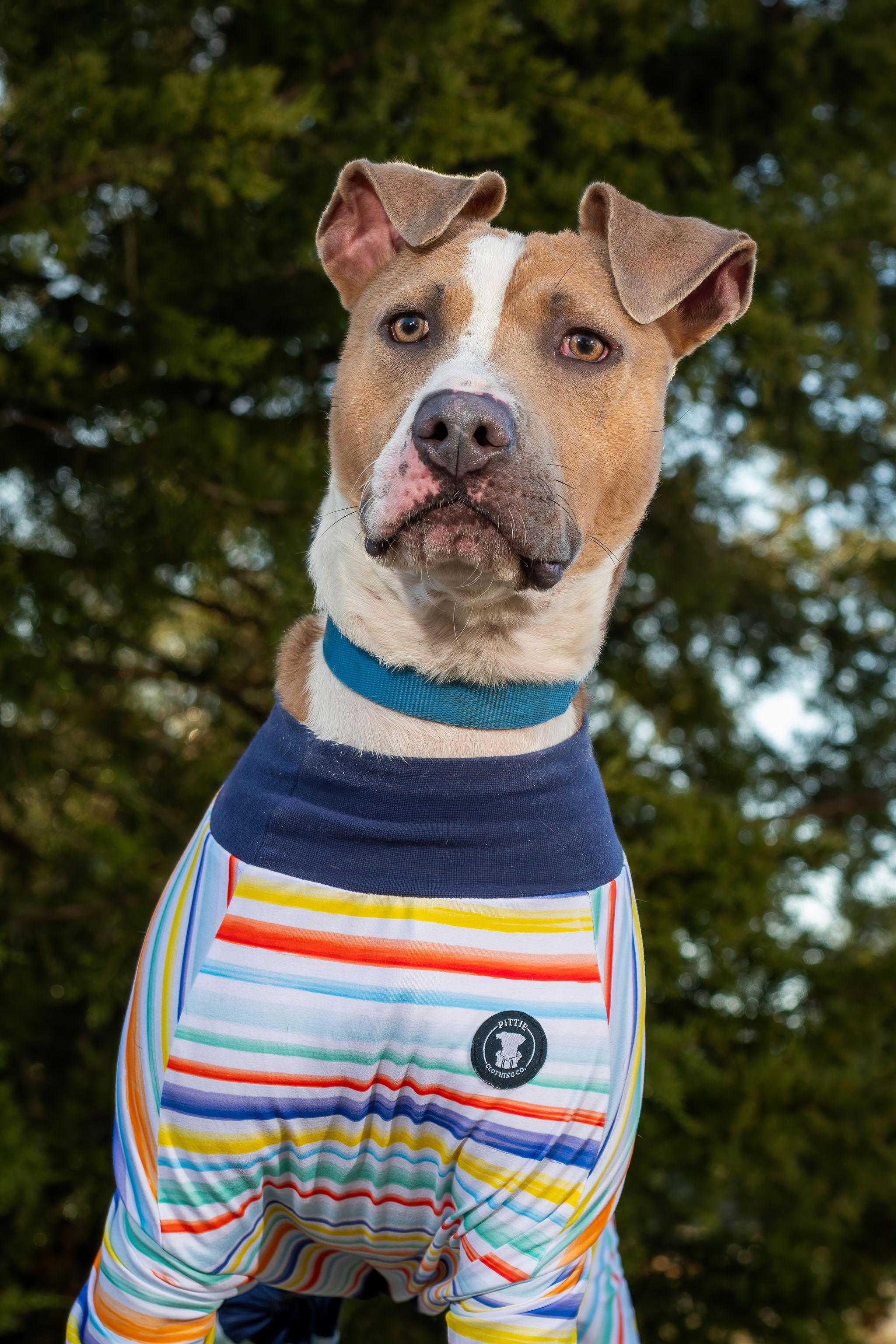 Rudy, an adoptable Mixed Breed in Grandy, NC, 27939 | Photo Image 1