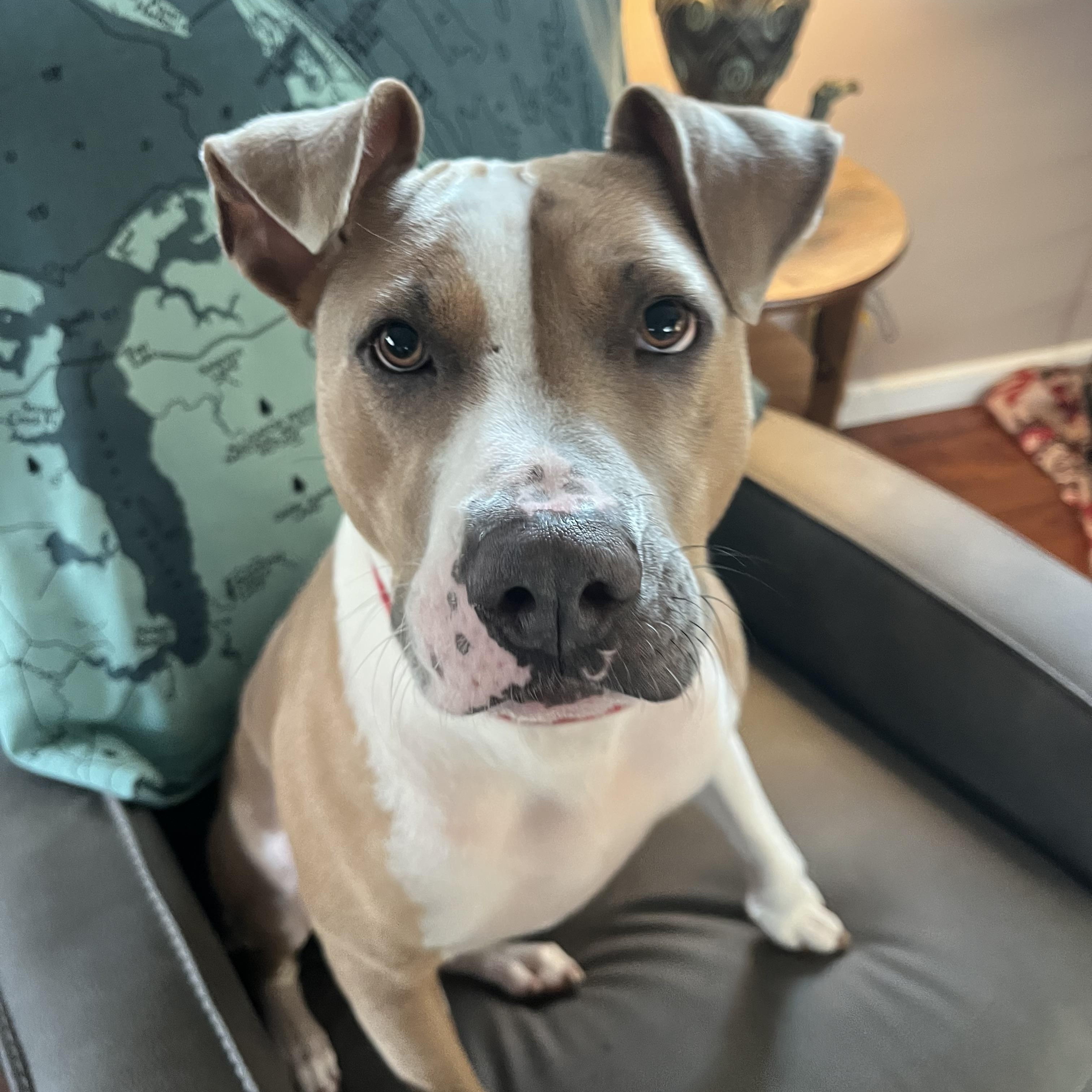 Rudy, an adoptable Mixed Breed in Grandy, NC, 27939 | Photo Image 3
