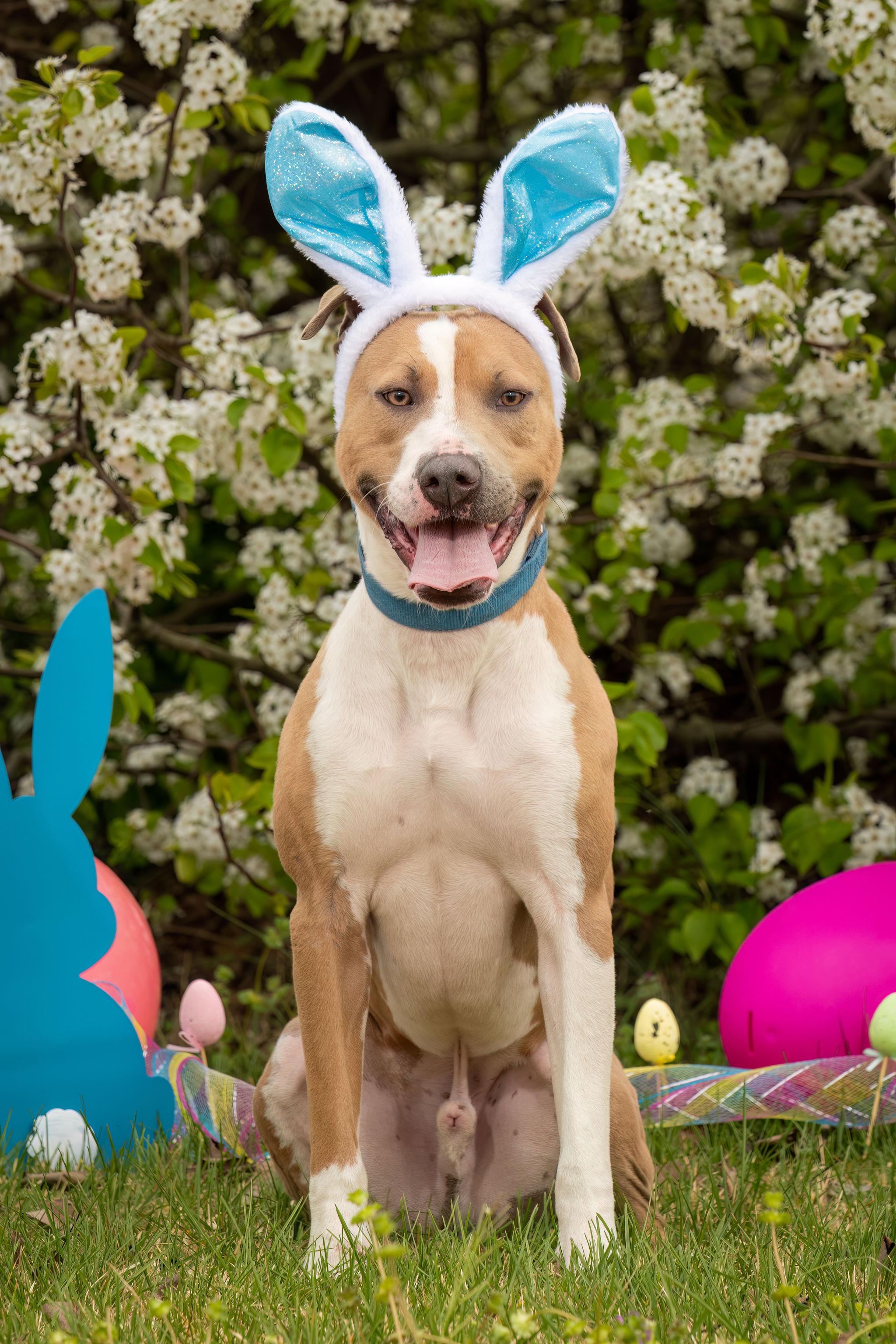 Enlarge Rudy, a Adoptable Mixed Breed in Grandy, NC image 5/6
