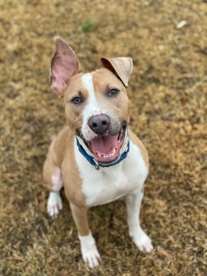 Enlarge Rudy, a Adoptable Mixed Breed in Grandy, NC image 6/6