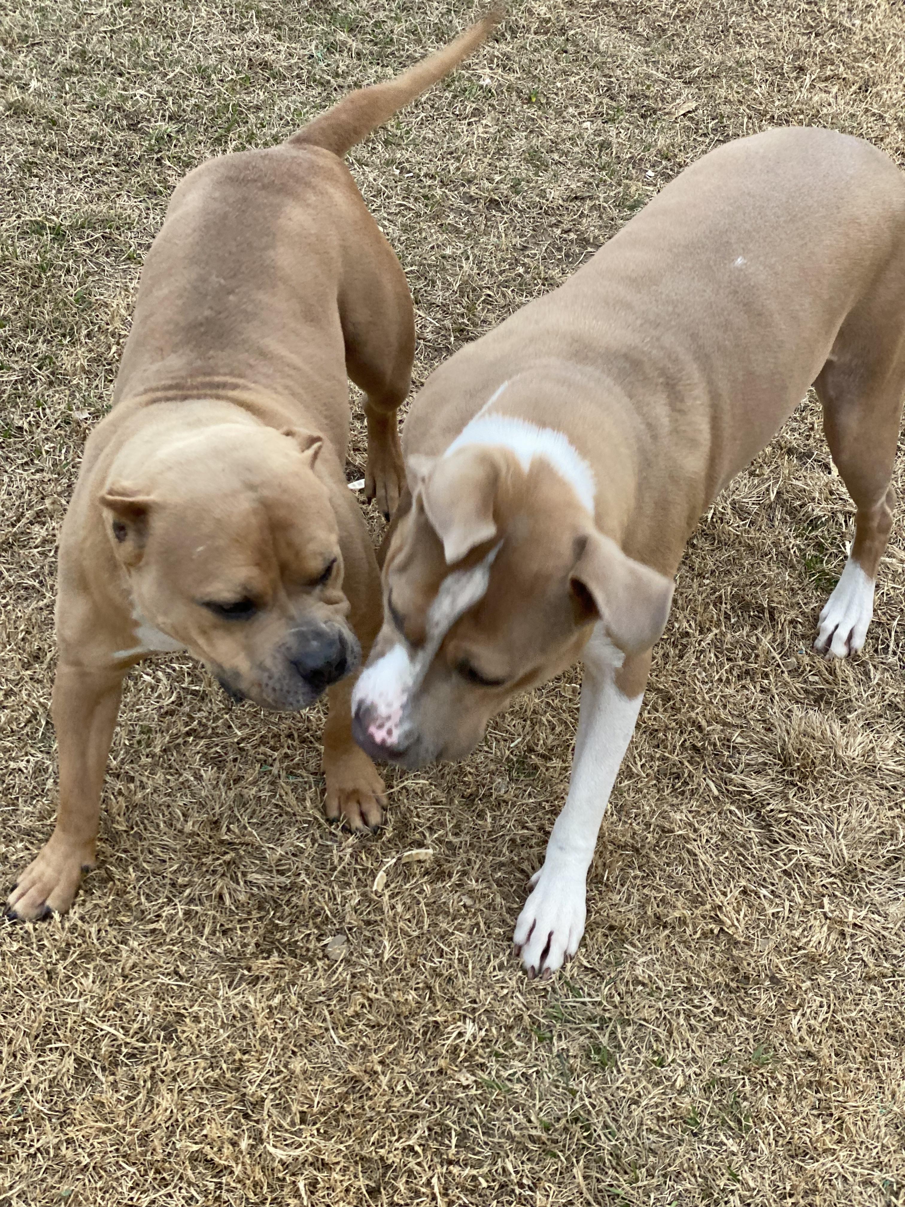 Rudy, an adoptable Mixed Breed in Grandy, NC, 27939 | Photo Image 4