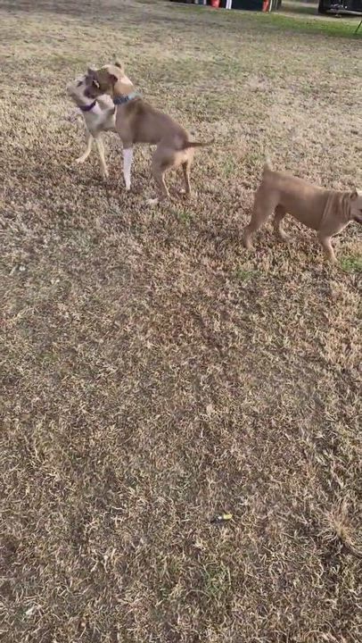 Enlarge Rudy, a Adoptable Mixed Breed in Grandy, NC video 4/6