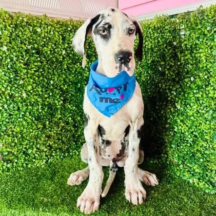 Enlarge LUCA, a Adoptable Great Dane in Langley, BC image 2/5
