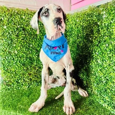 Enlarge LUCA, a Adoptable Great Dane in Langley, BC image 3/5