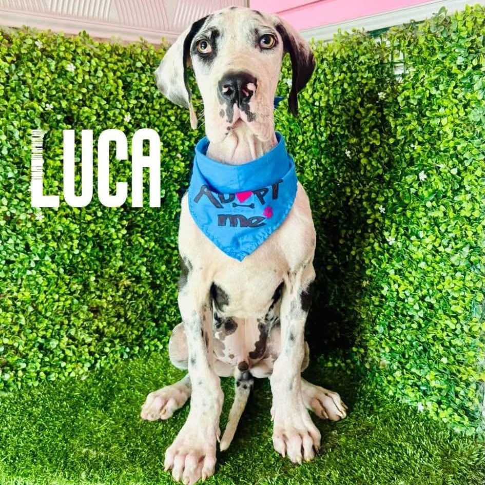 LUCA, Adoptable, Puppy Male Great Dane.
