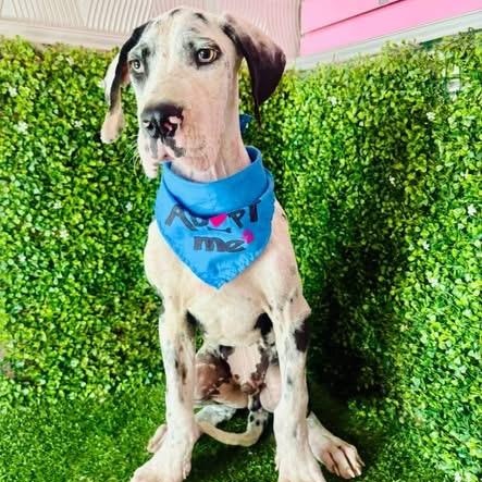 Enlarge LUCA, a Adoptable Great Dane in Langley, BC image 4/5