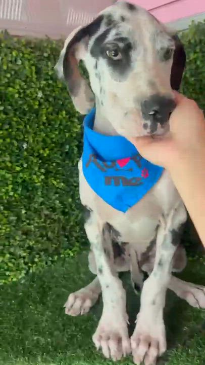 Enlarge LUCA, a Adoptable Great Dane in Langley, BC video 5/5