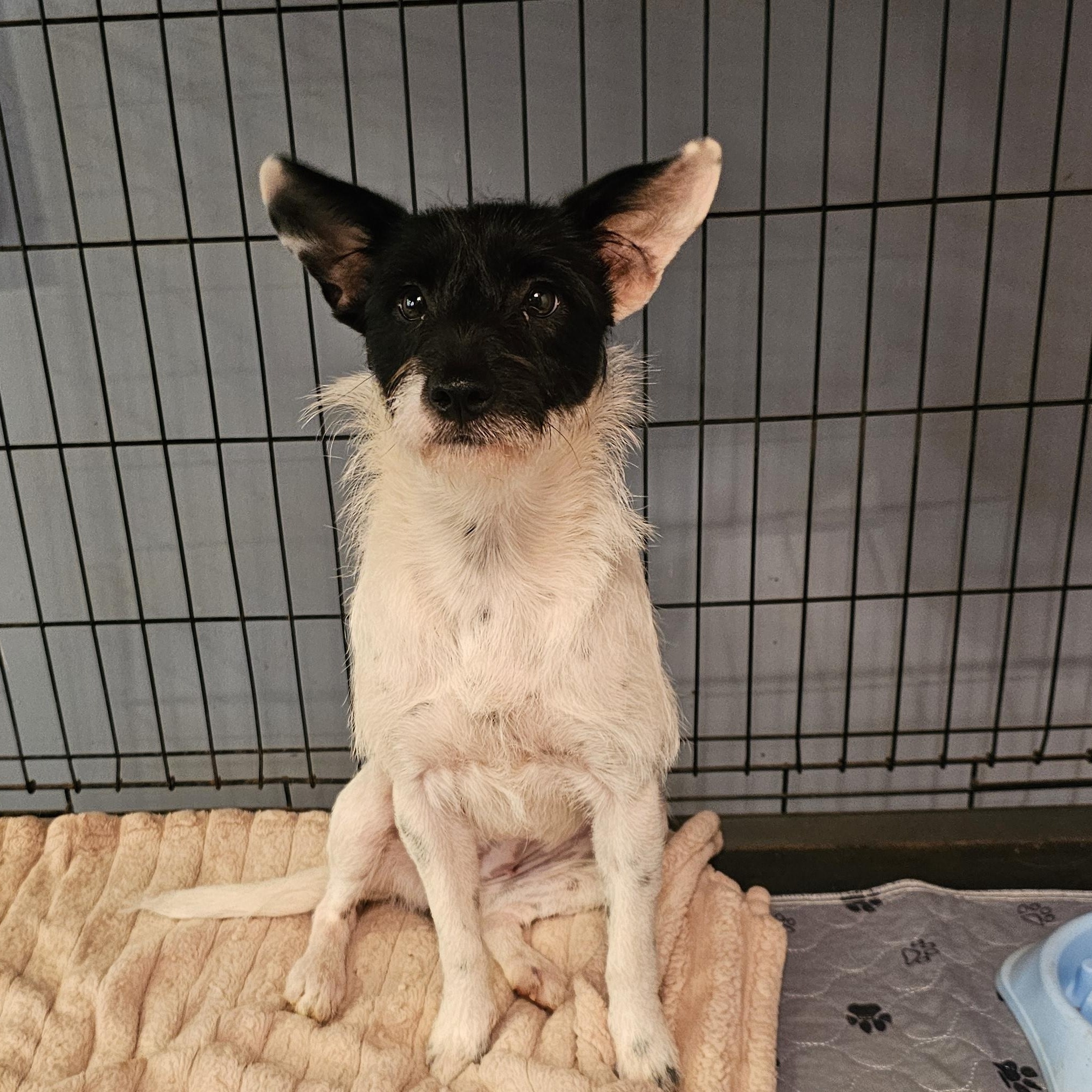 Enlarge Ms. Frizzle, an adopted mixed breed in Chesnee, SC image 3/3