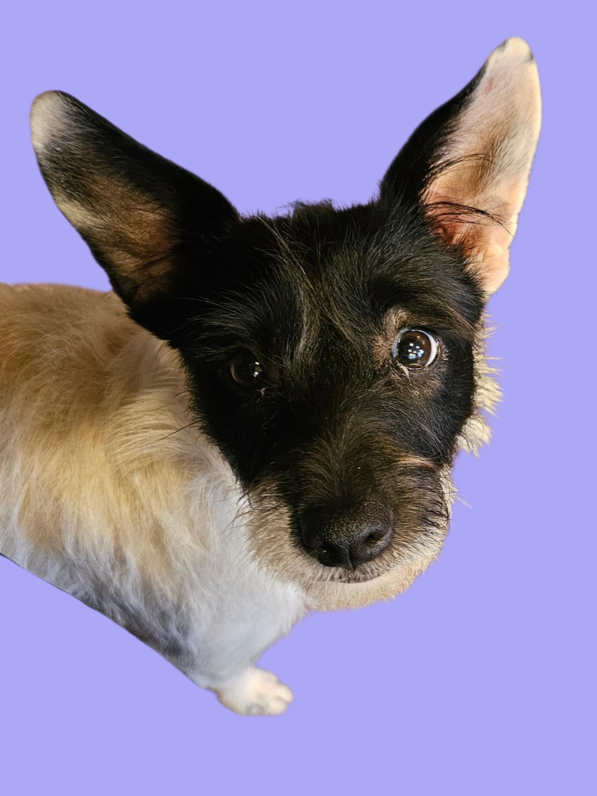 Enlarge Ms. Frizzle, an adopted mixed breed in Chesnee, SC image 1/3